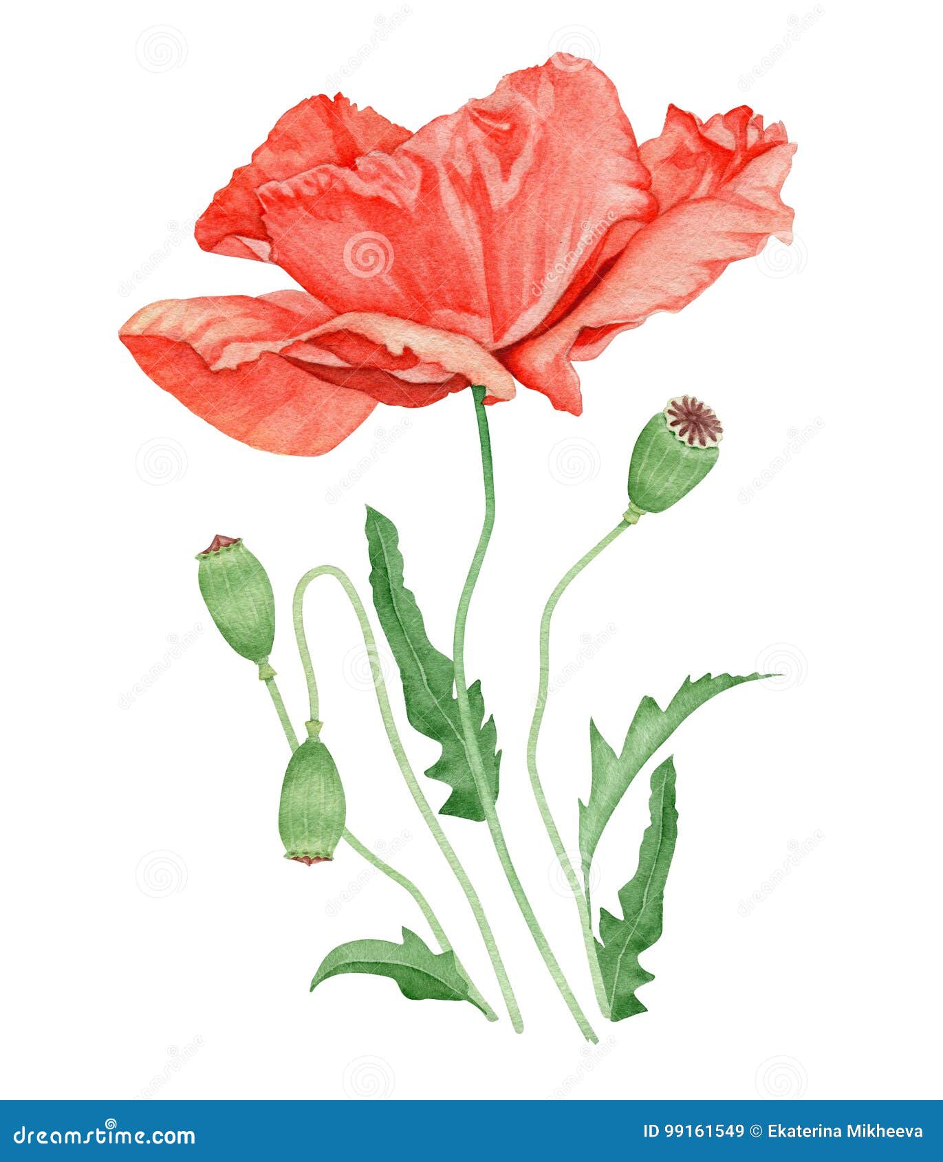 Watercolor Poppy Flower stock illustration. Illustration of landscape ...