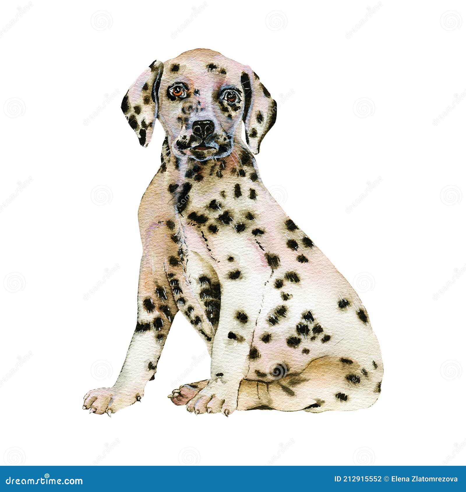 watercolor portrait of white in black dots dalmatian breed dog  on white background