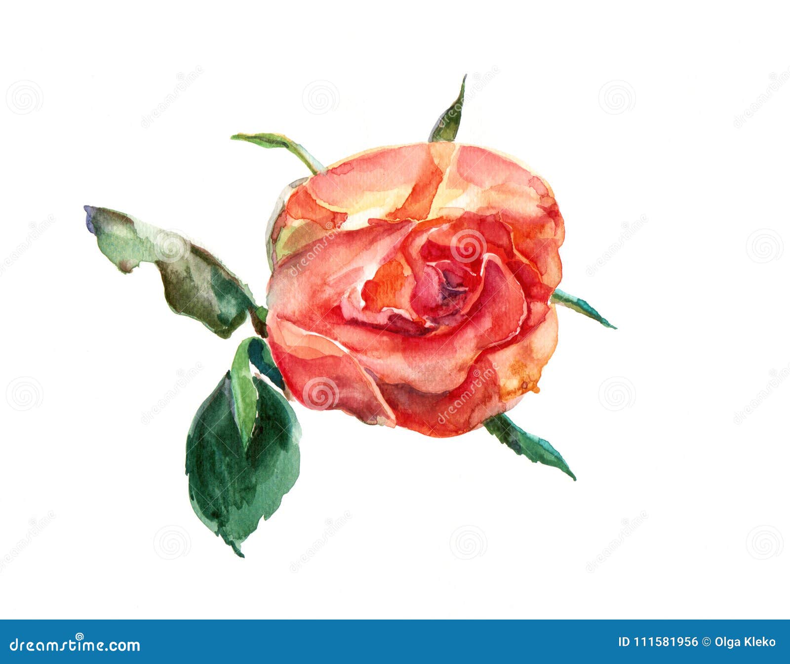 Watercolor Pretty Rose on a White Background. Floral Illustration for ...