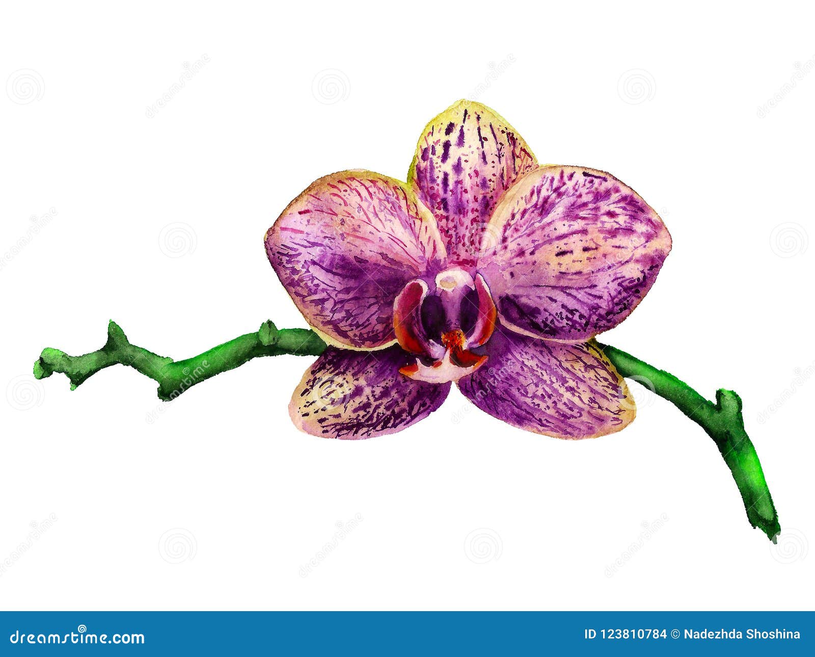 Watercolor purple orchid stock illustration. Illustration of botany