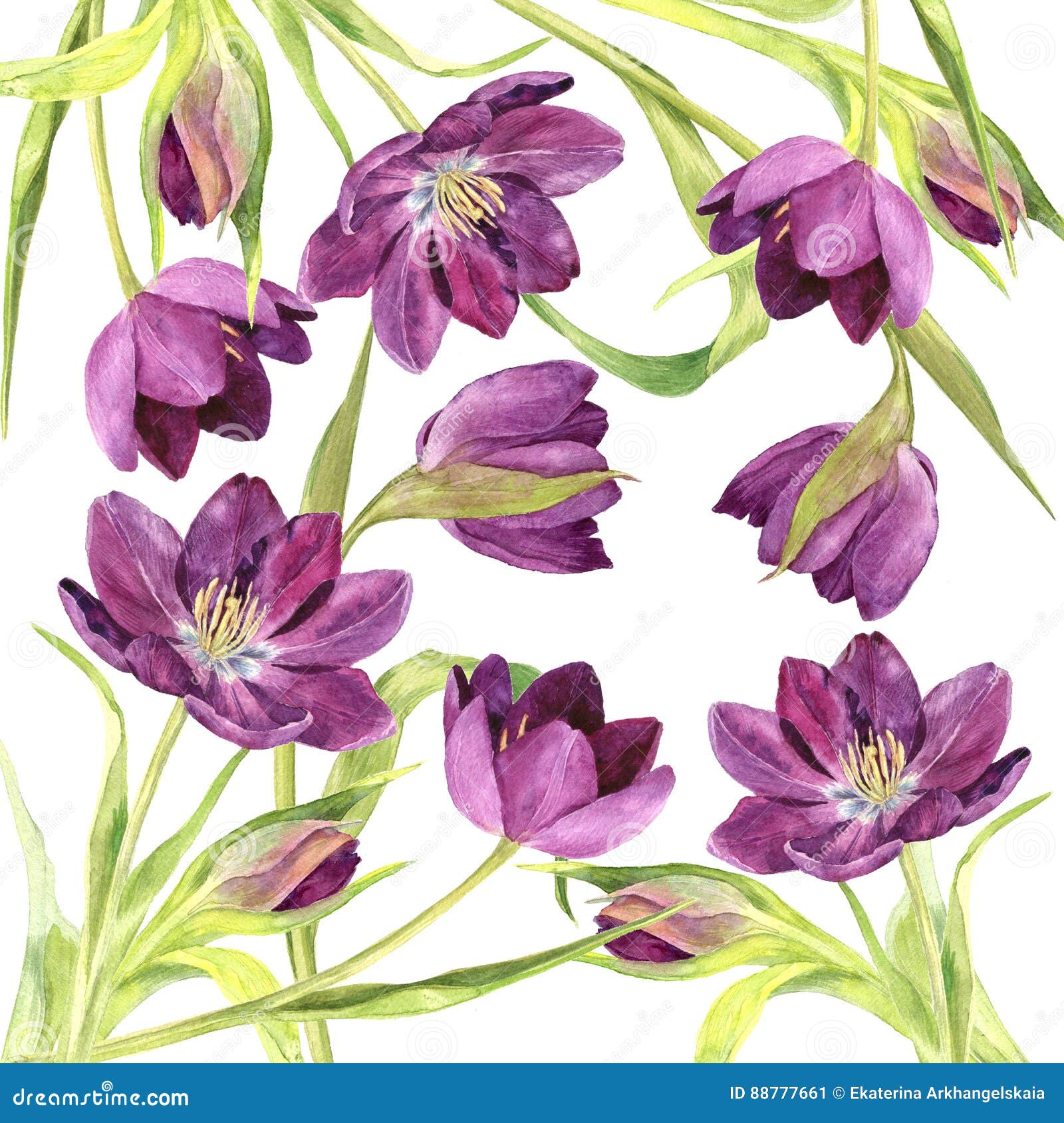 watercolor purple tulips stock illustration illustration of