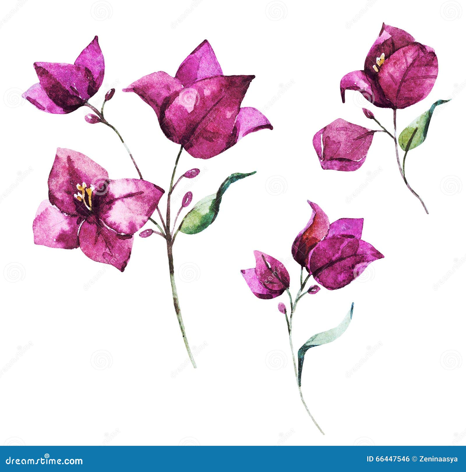 watercolor raster bougainvillea flowers