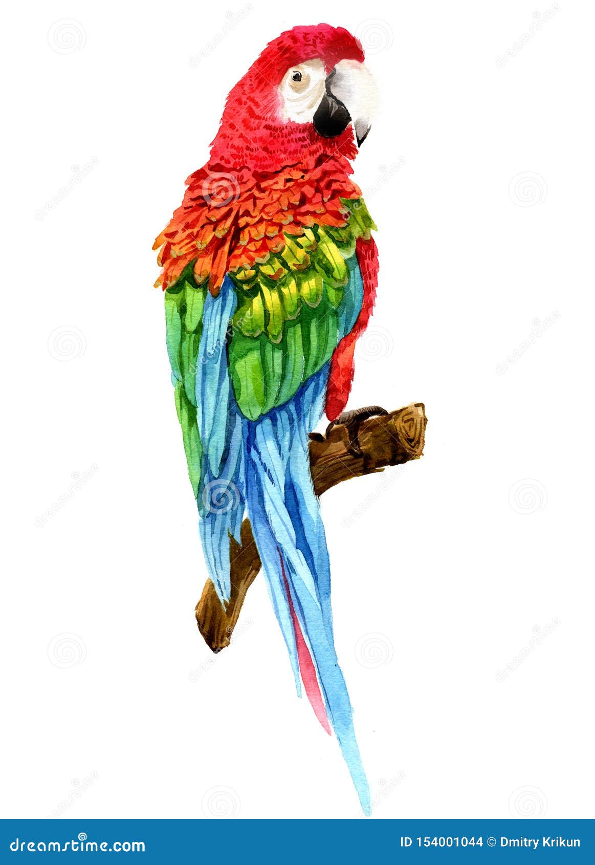Watercolor Realistic Red Parrot Tropical Bird Animal Isolated Stock Photo - Image of exotic, drawing: 154001044 Watercolor Realistic Red Parrot Tropical Bird Animal Isolated Stock Photo - Image of exotic, drawing: 154001044