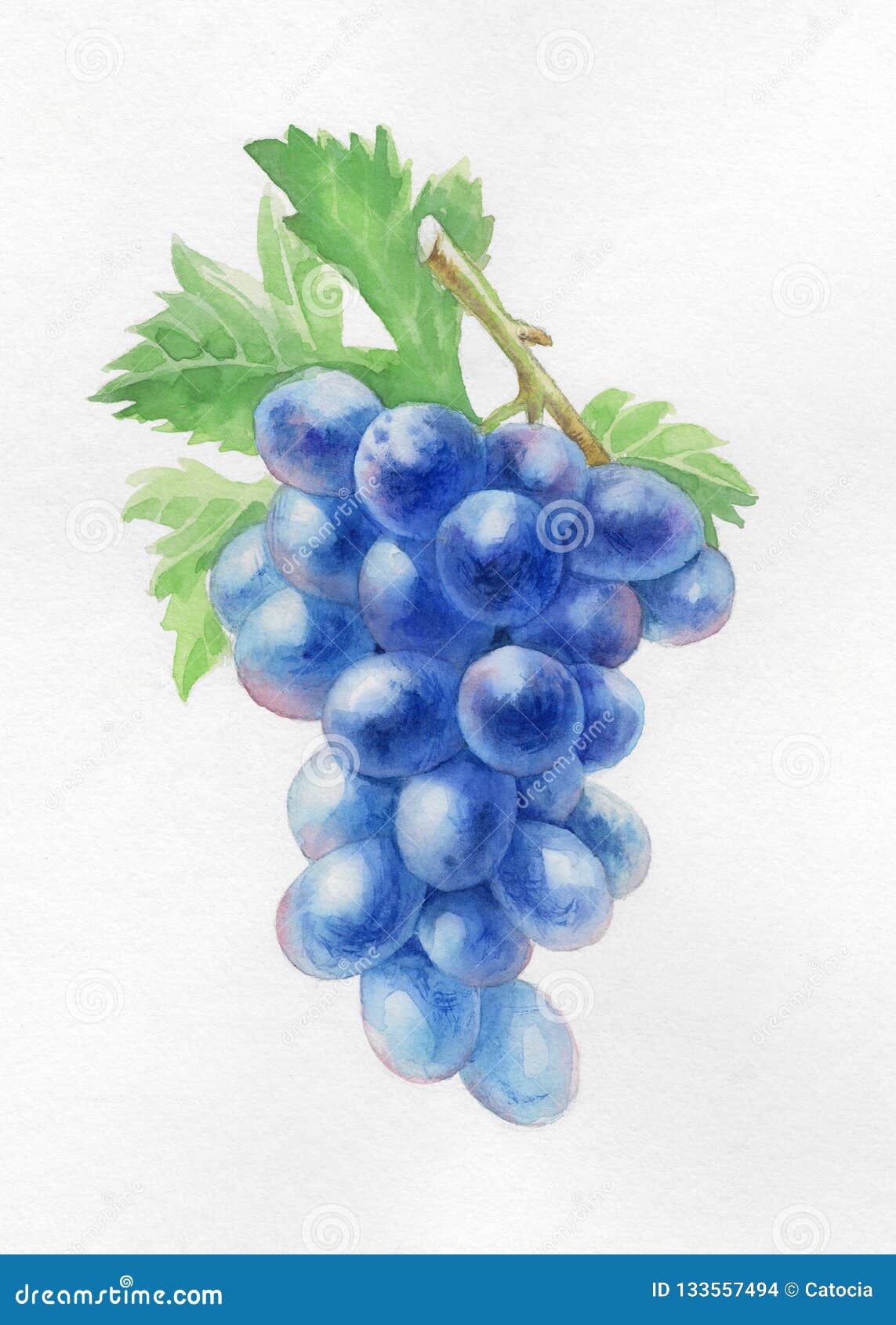25+ Best Looking For Realistic Bunch Of Grapes Drawing