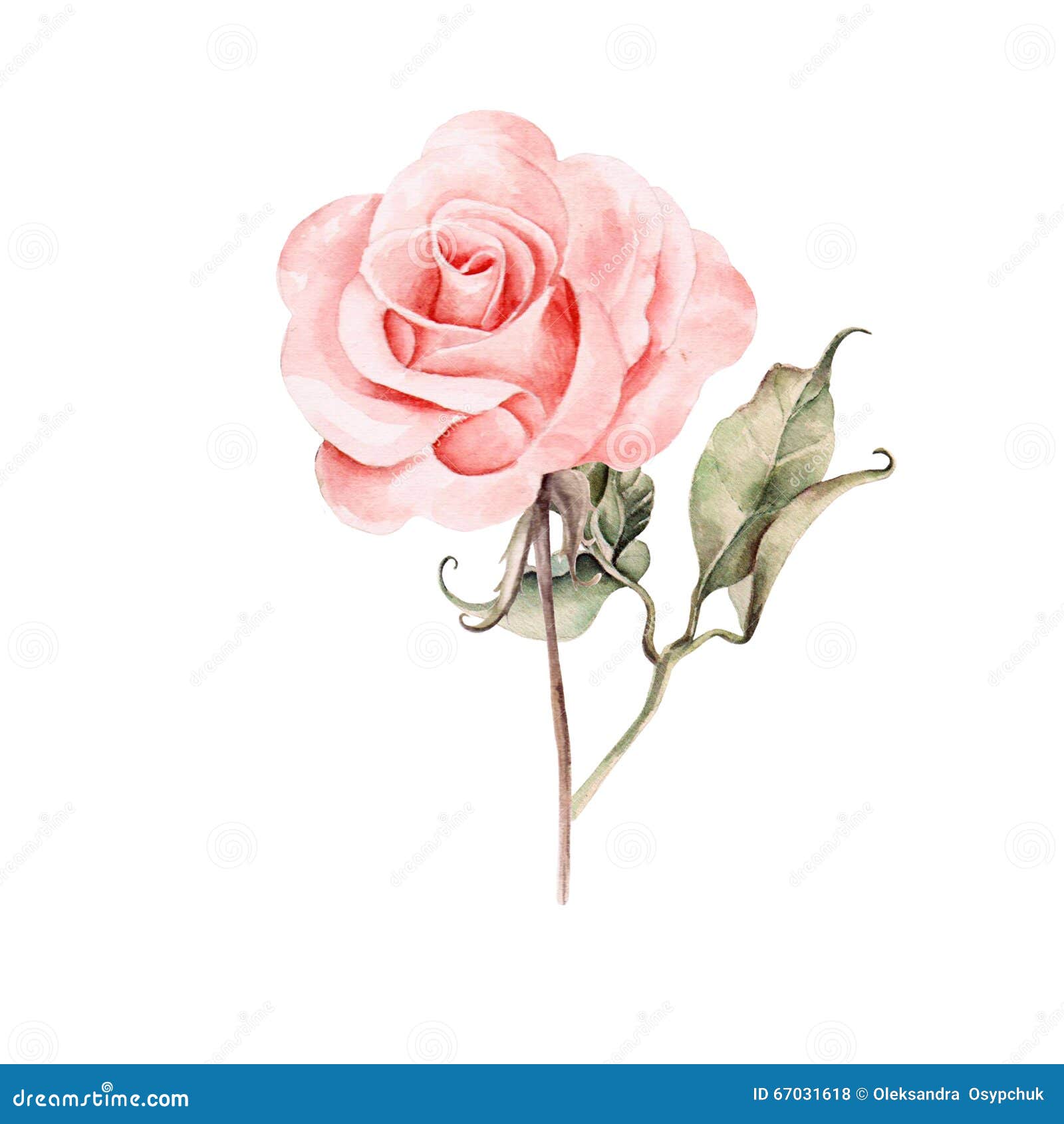 Rose Drawing Images – Browse 4,006,644 Stock Photos, Vectors, and Video |  Adobe Stock