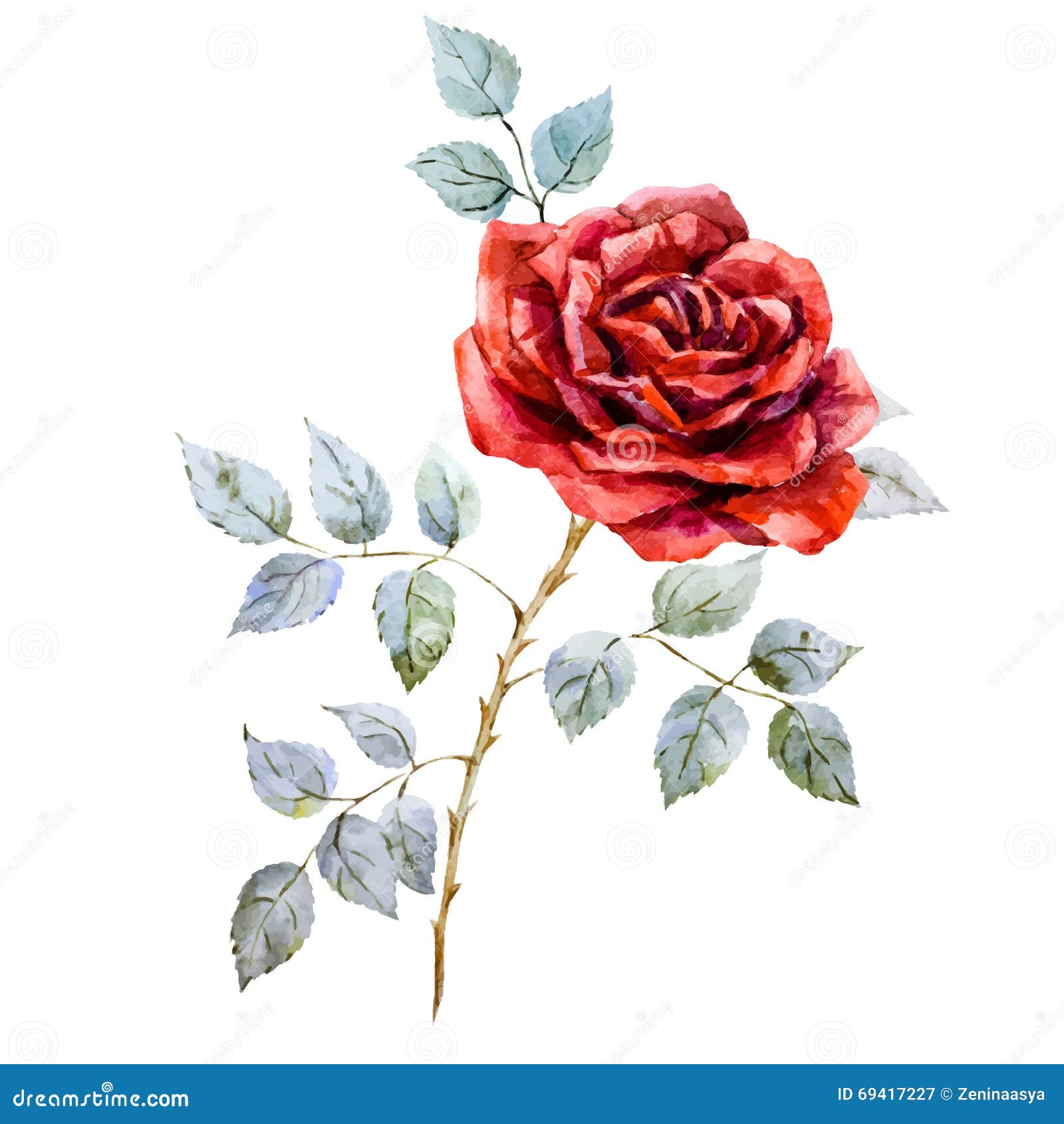 Watercolor red rose stock vector. Illustration of vector - 69417227