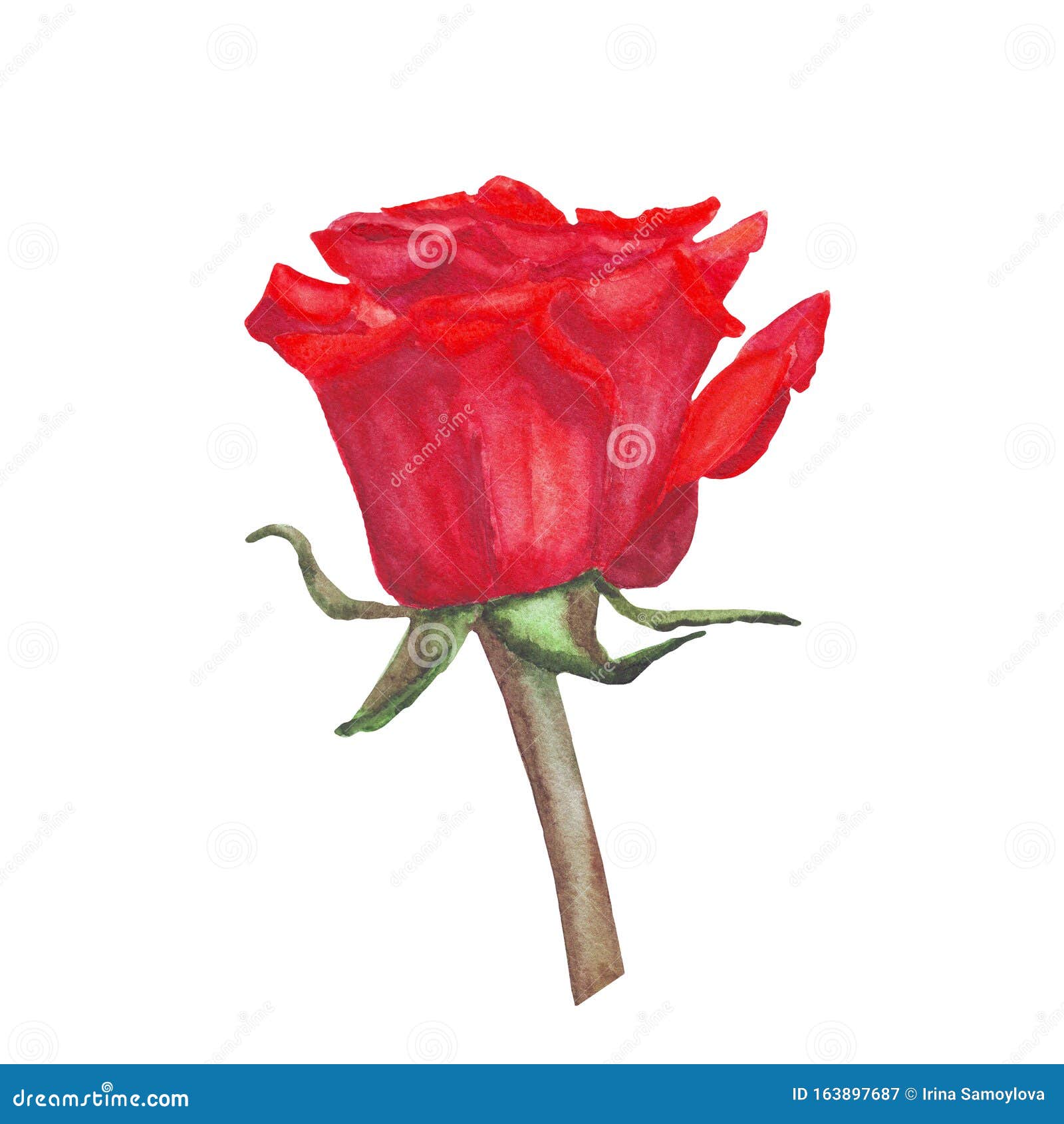 Watercolor Red Rose Isolated on a White Background. Postcard, Poster ...