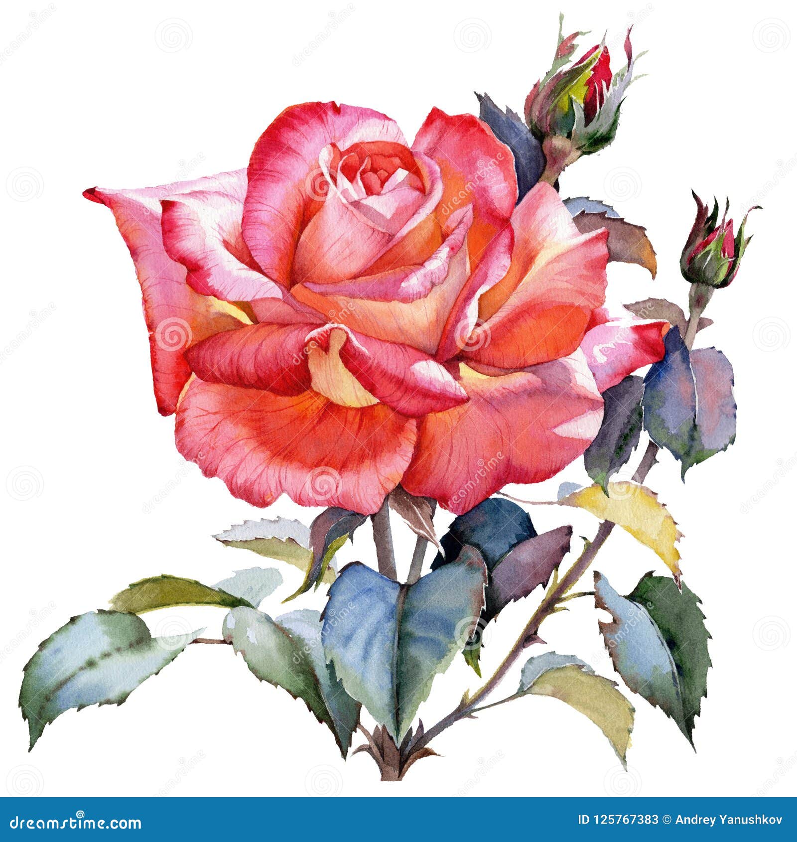 Watercolor Red Rose Realistic Flower. Floral Botanical Flower. Isolated  Illustration Element Stock Illustration - Illustration of paint, hand:  125767383