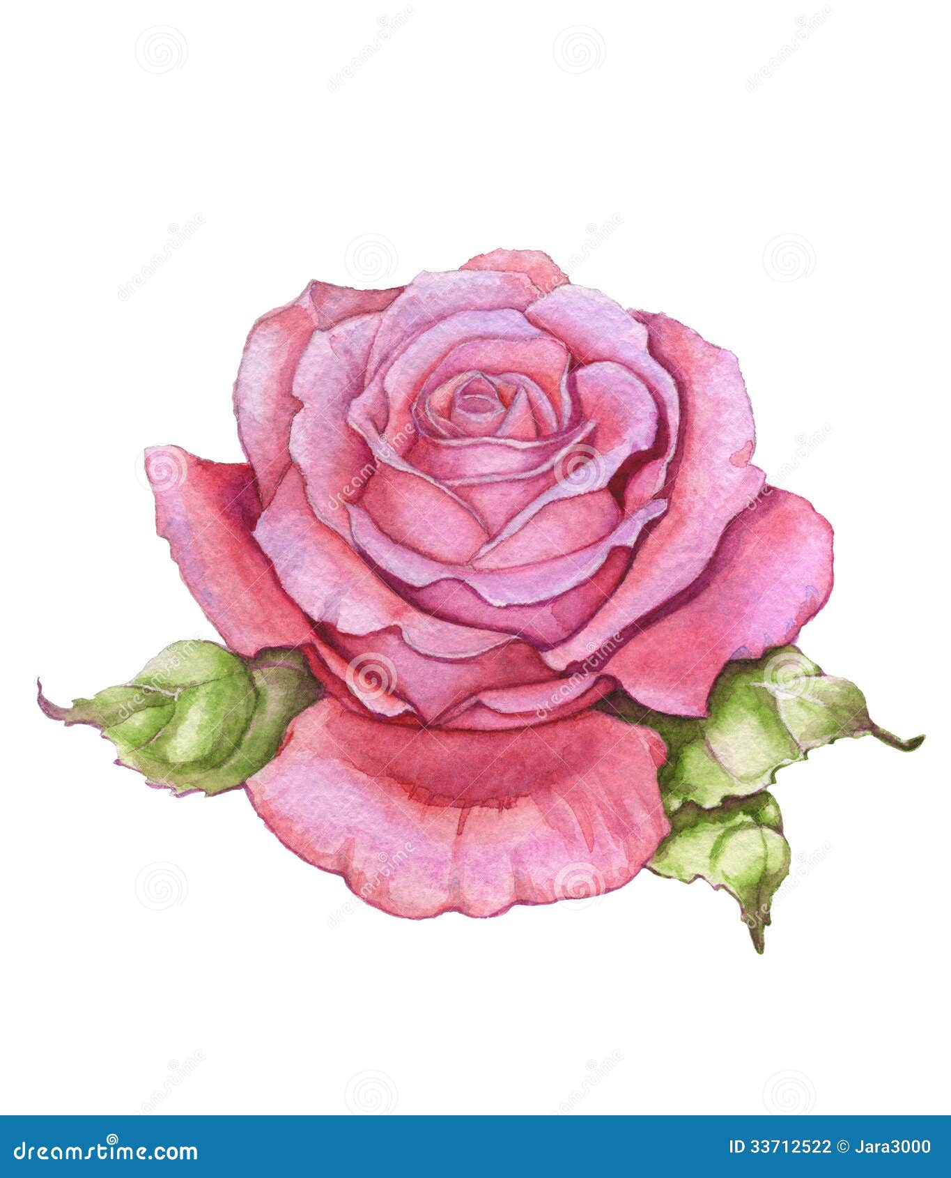 Watercolor rose stock illustration. Illustration of beauty - 33712522