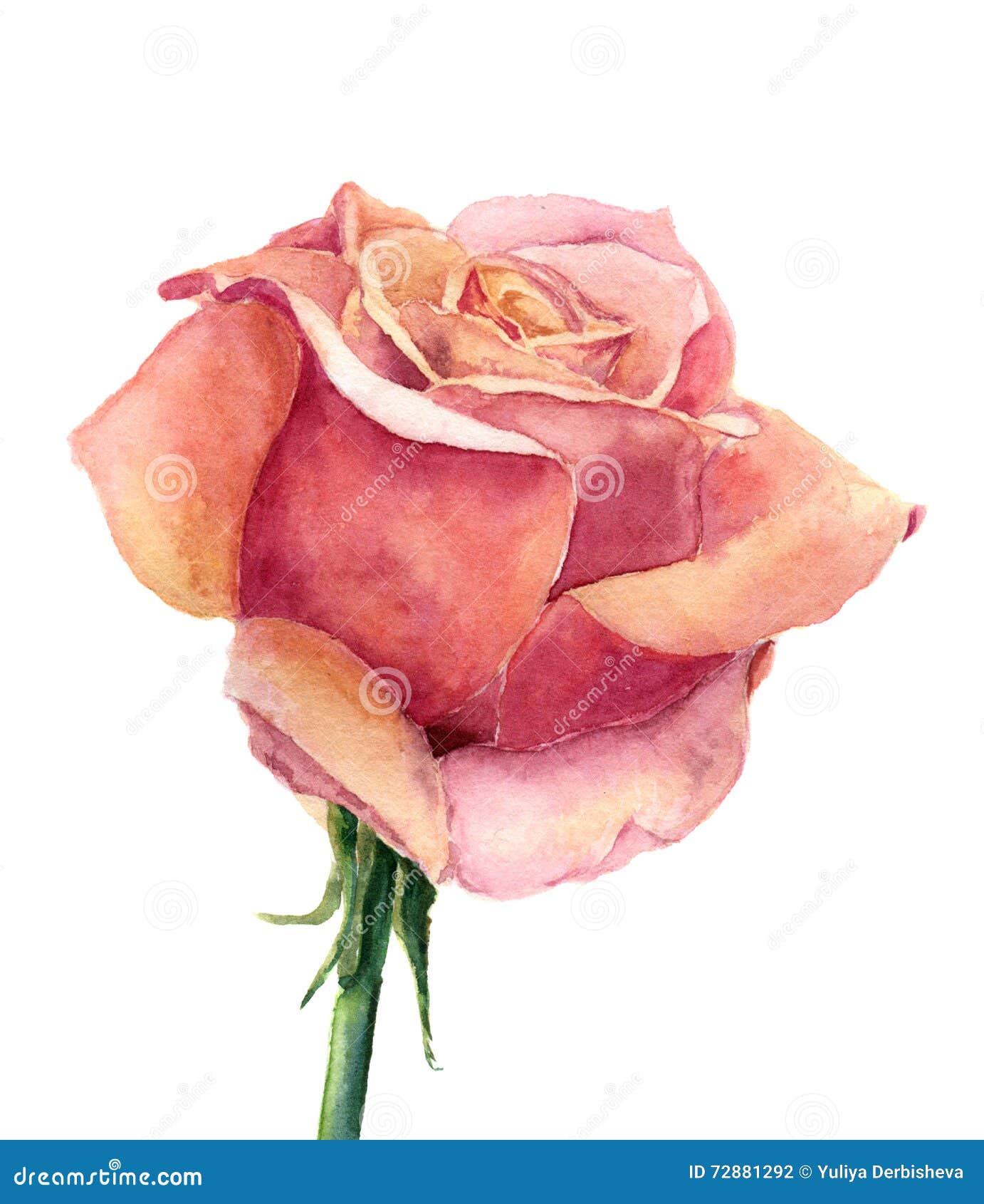 Watercolor Rose. Hand Drawn Artistic Illustration on White Background ...