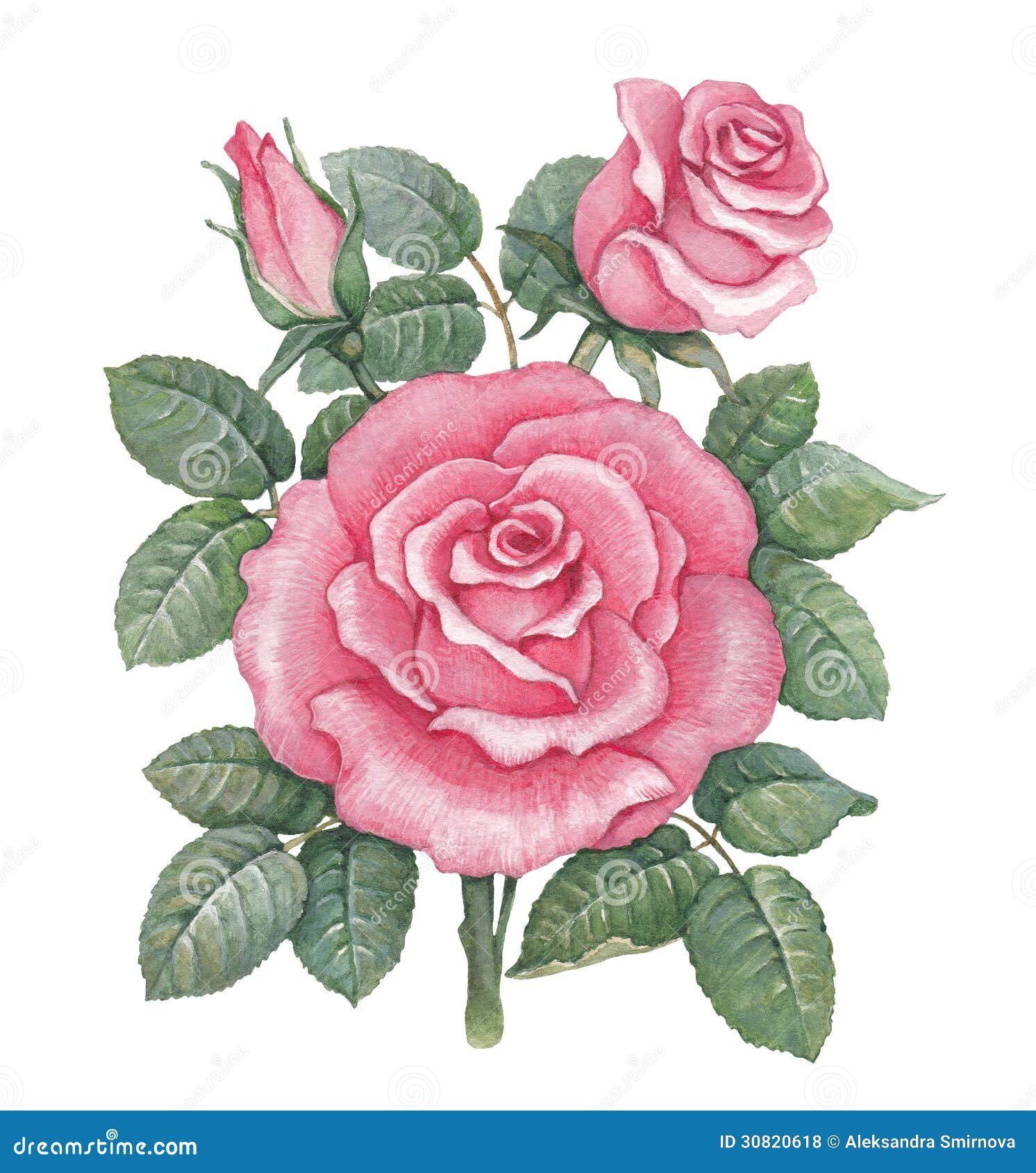 Watercolor Rose Illustration Stock Illustration - Illustration of ...