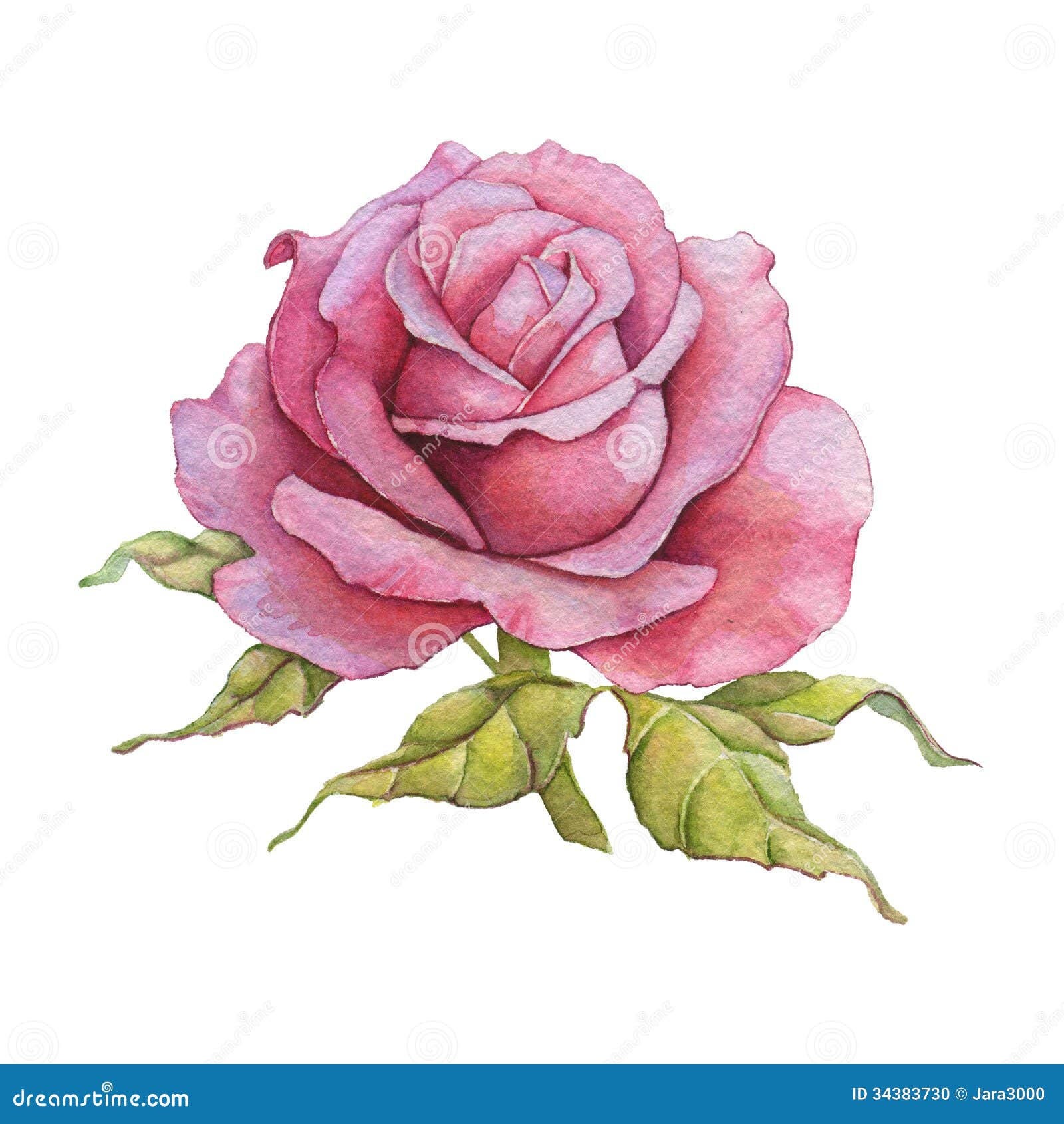 Watercolor rose stock illustration. Illustration of leaf - 34383730