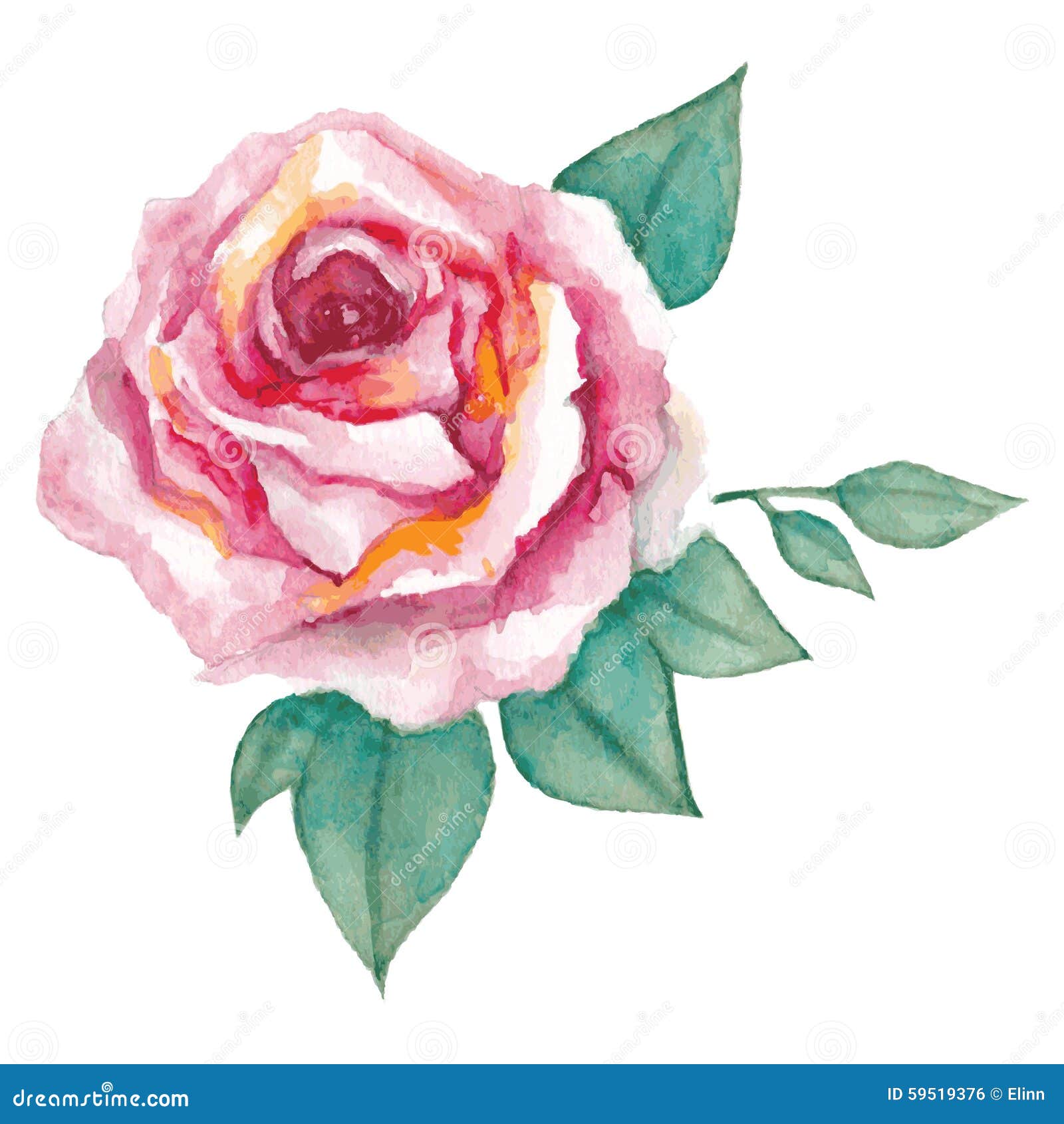 Watercolor rose stock vector. Illustration of card, pink - 59519376