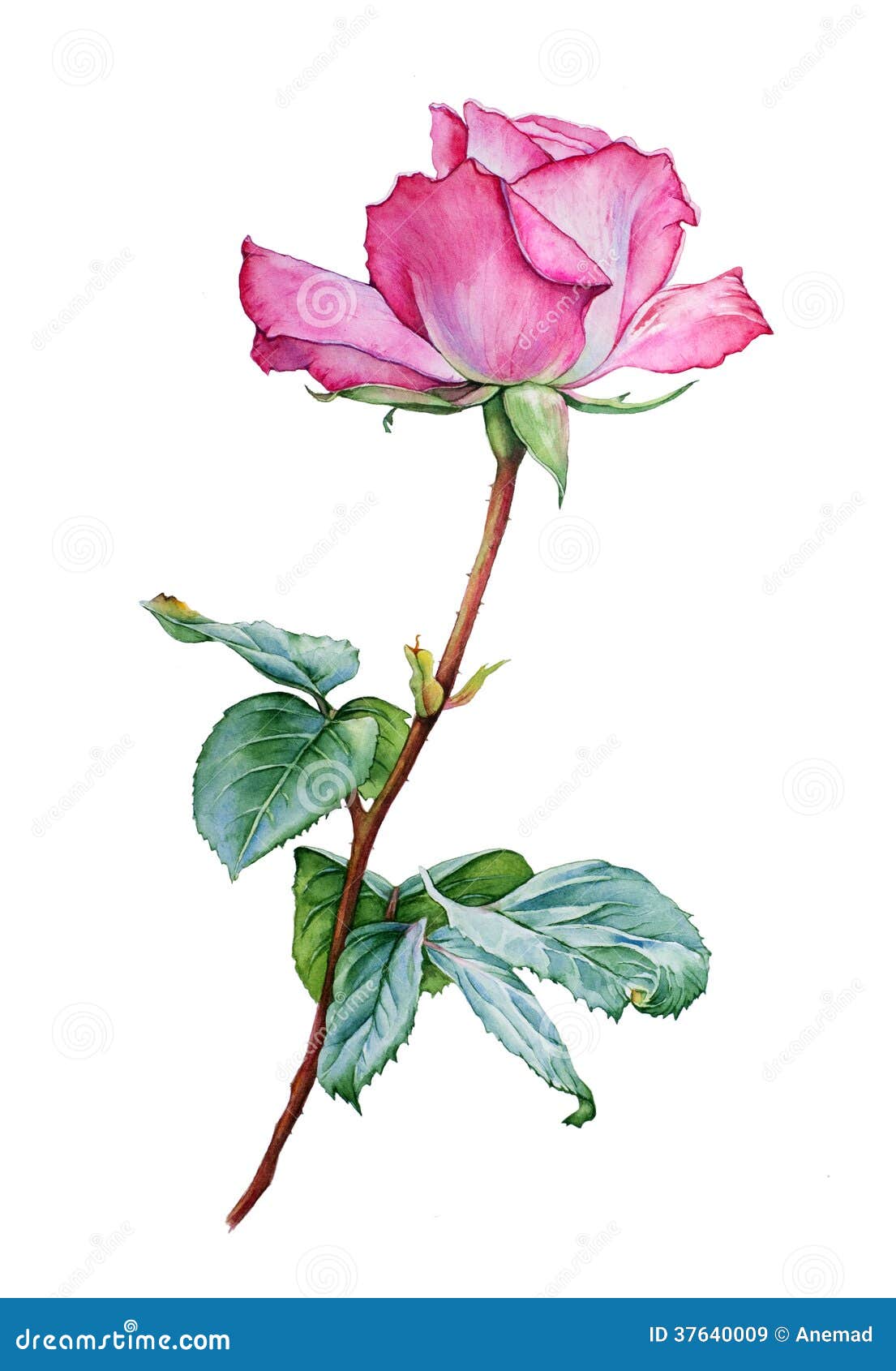 Watercolor with a Rose stock illustration. Illustration of graphic ...