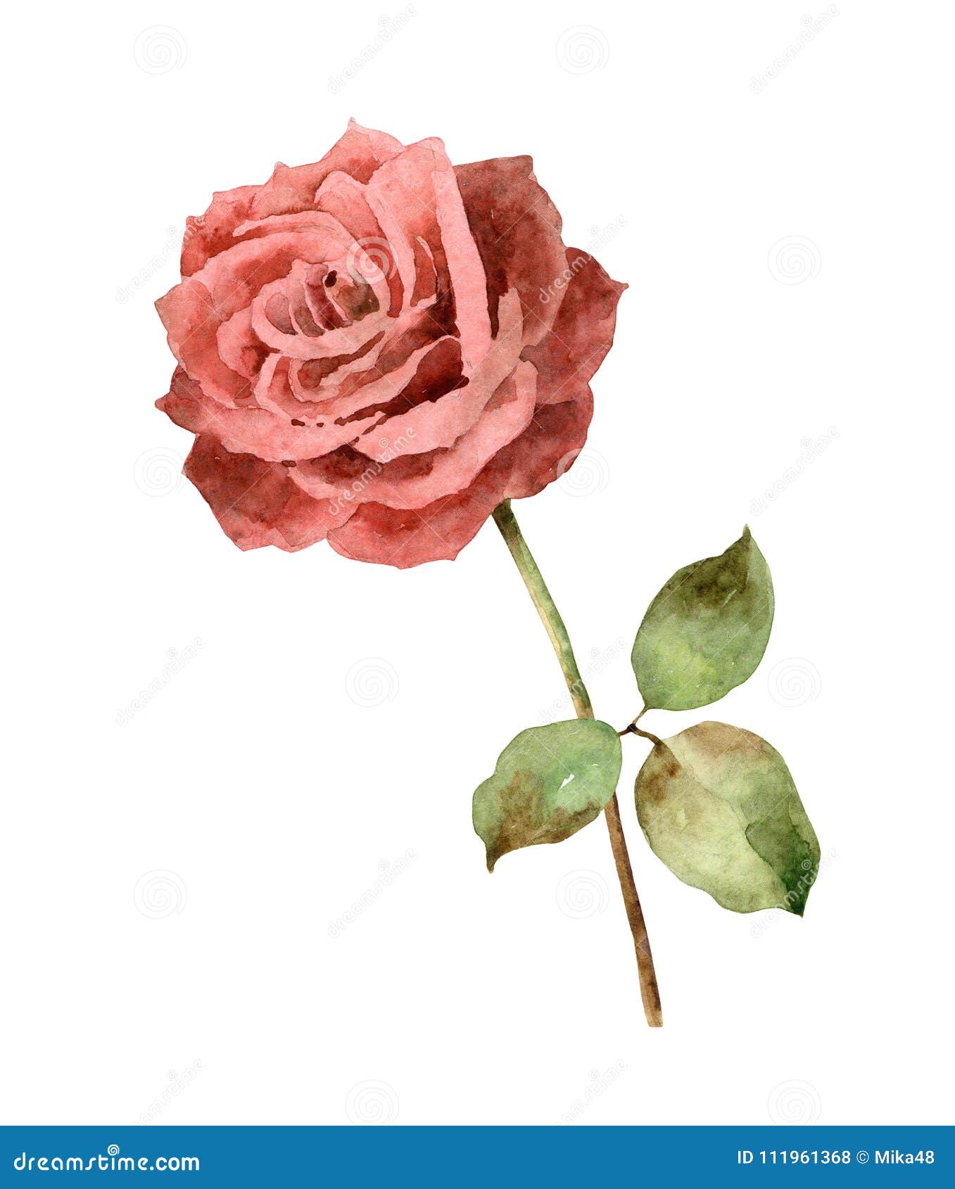 Watercolor Rose on White Background Stock Illustration - Illustration ...