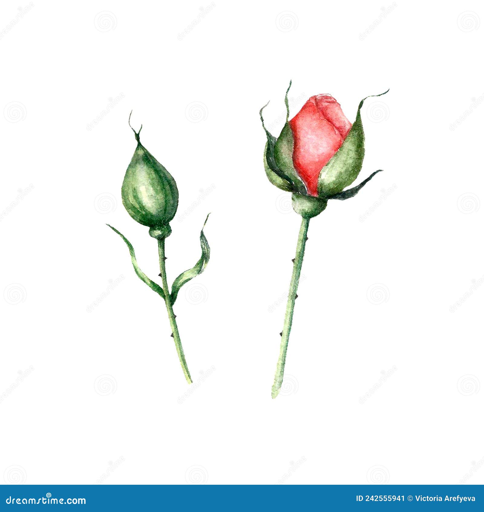 Watercolor Rosebud Isolated on White. Hand Draw Illustrations