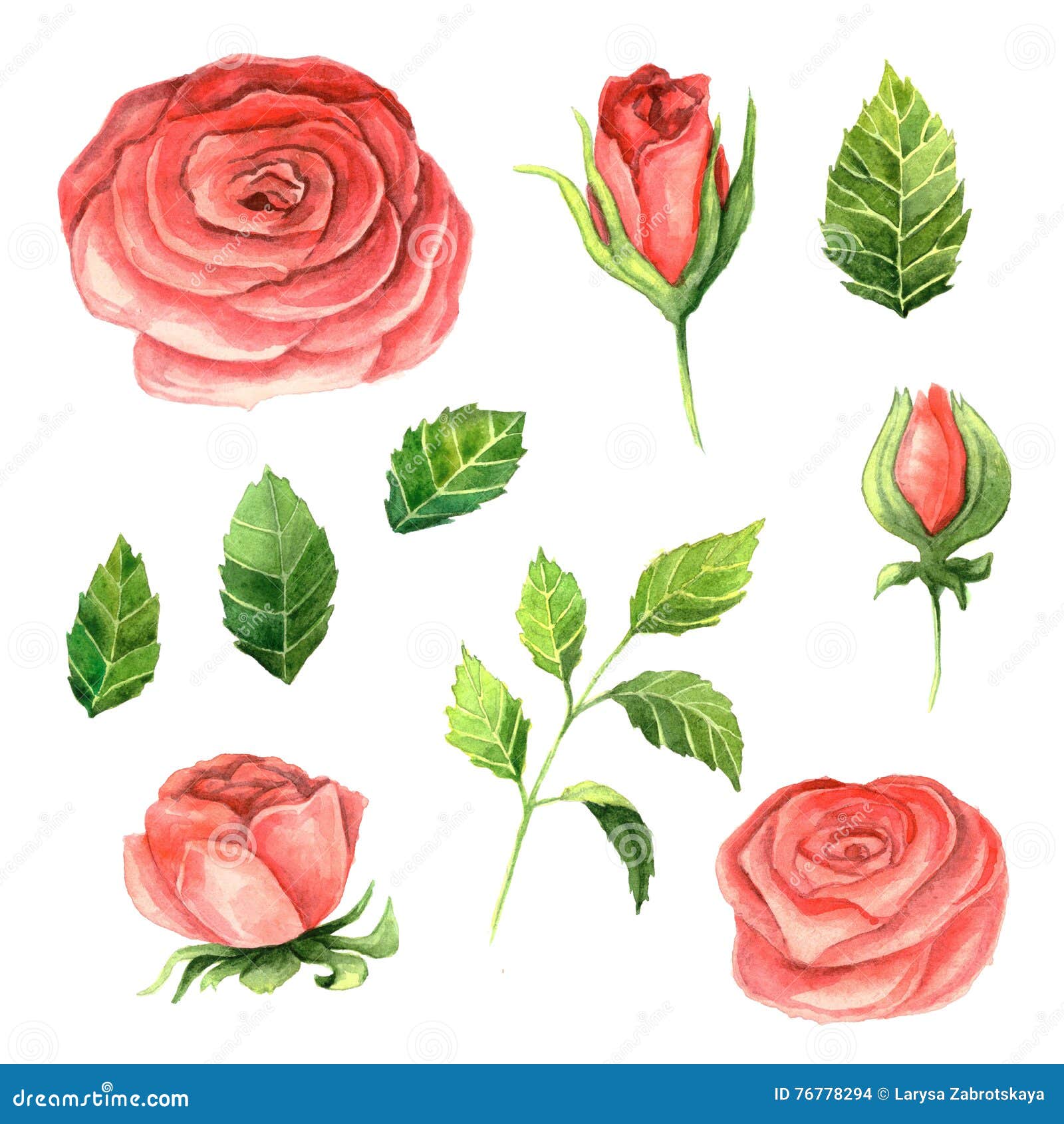 Watercolor Roses and Leaves Stock Illustration - Illustration of rustic ...