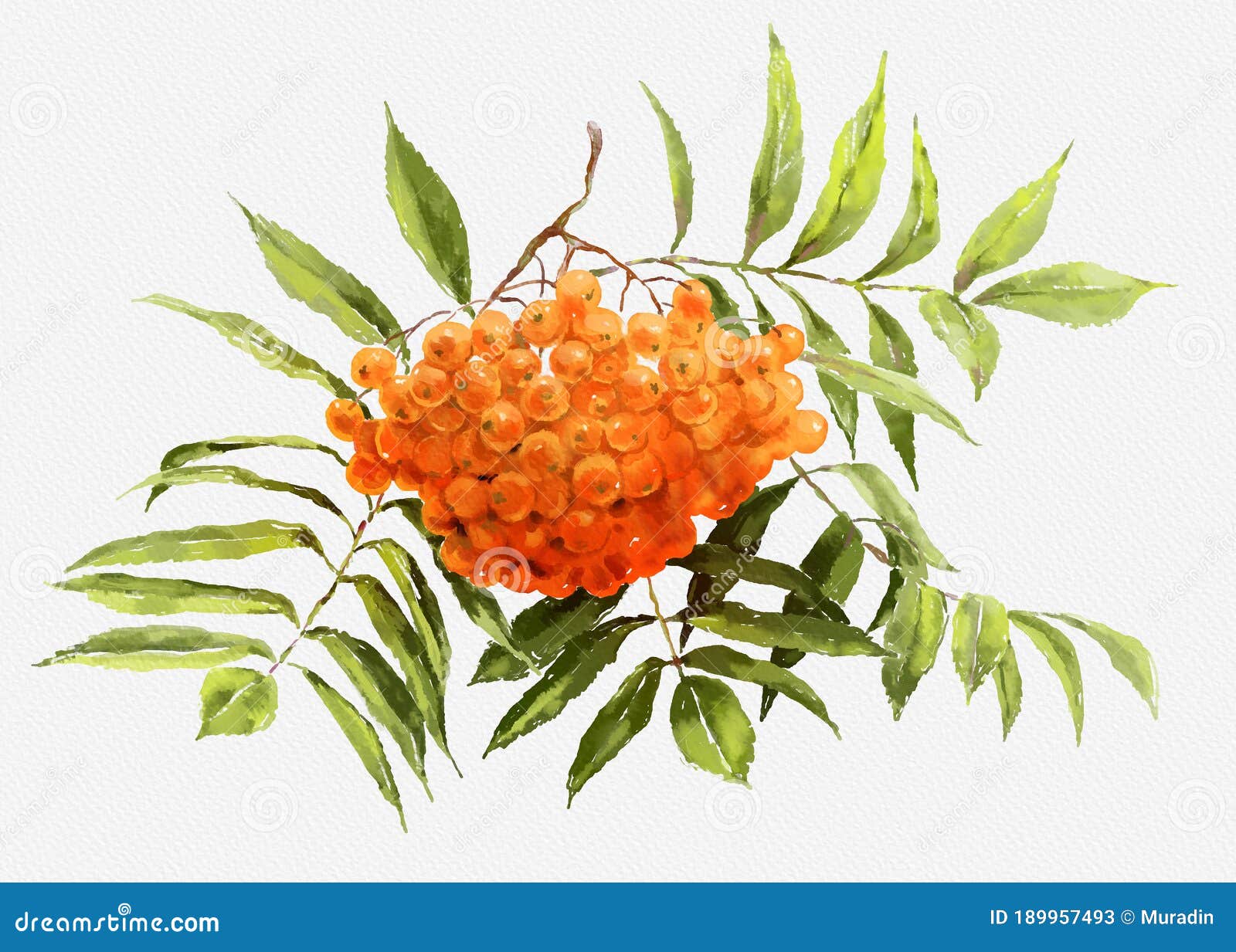 Watercolor rowan berries stock illustration. Illustration of blossom ...