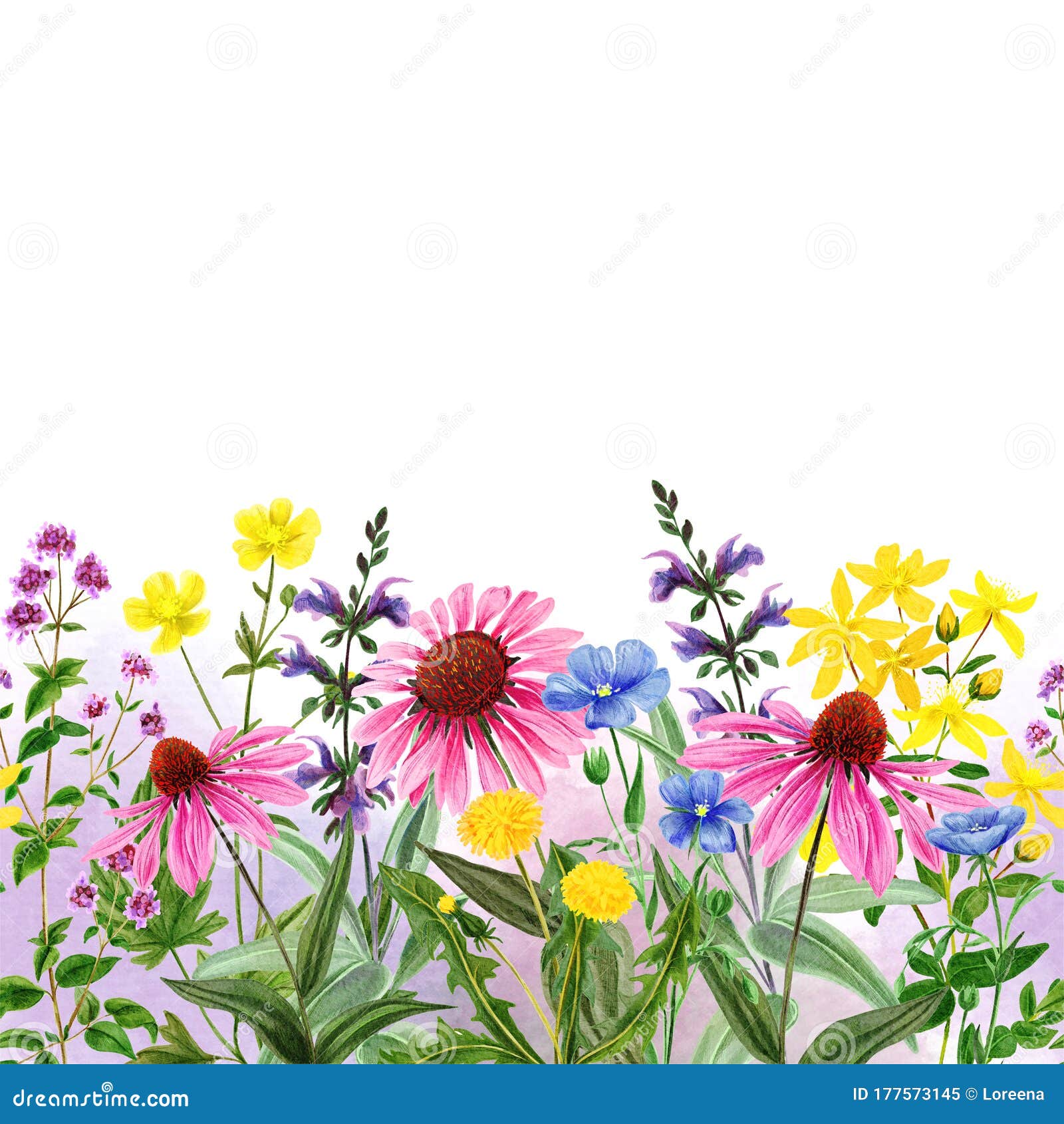Watercolor Seamless Border Field Wild Flowers And Herbs Hand Drawn