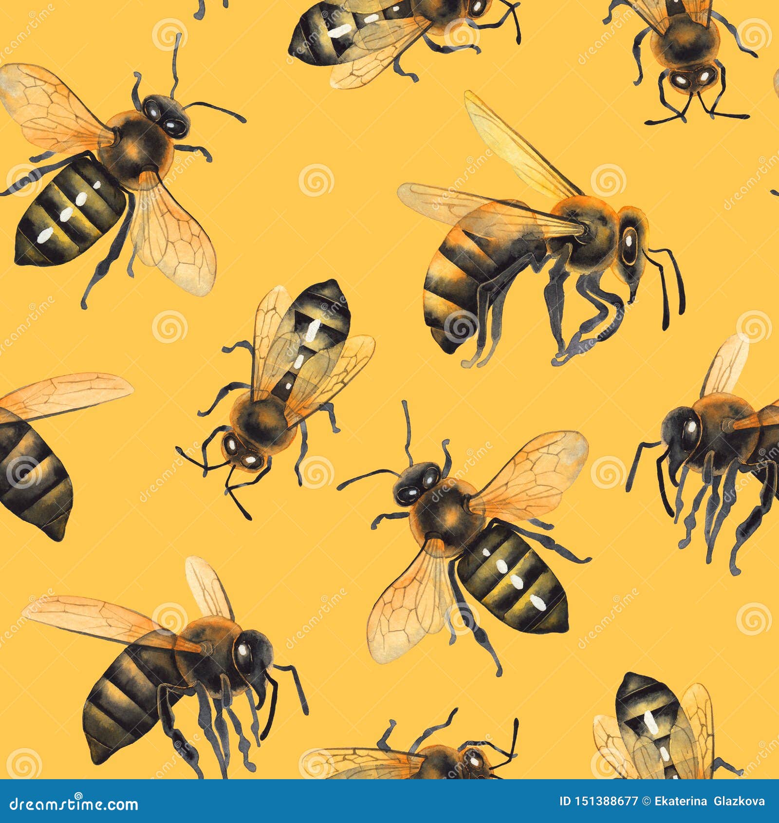 honey bee drawing realistic