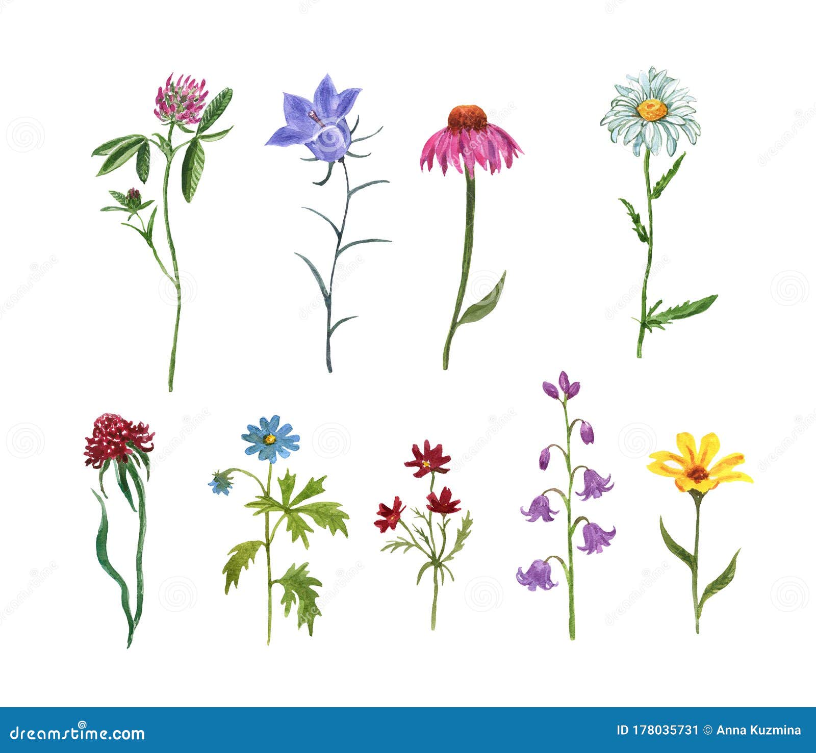 watercolor set of assorted wildflowers,  on white background. meadow plants and herbs. hand painted coneflower, bluebell
