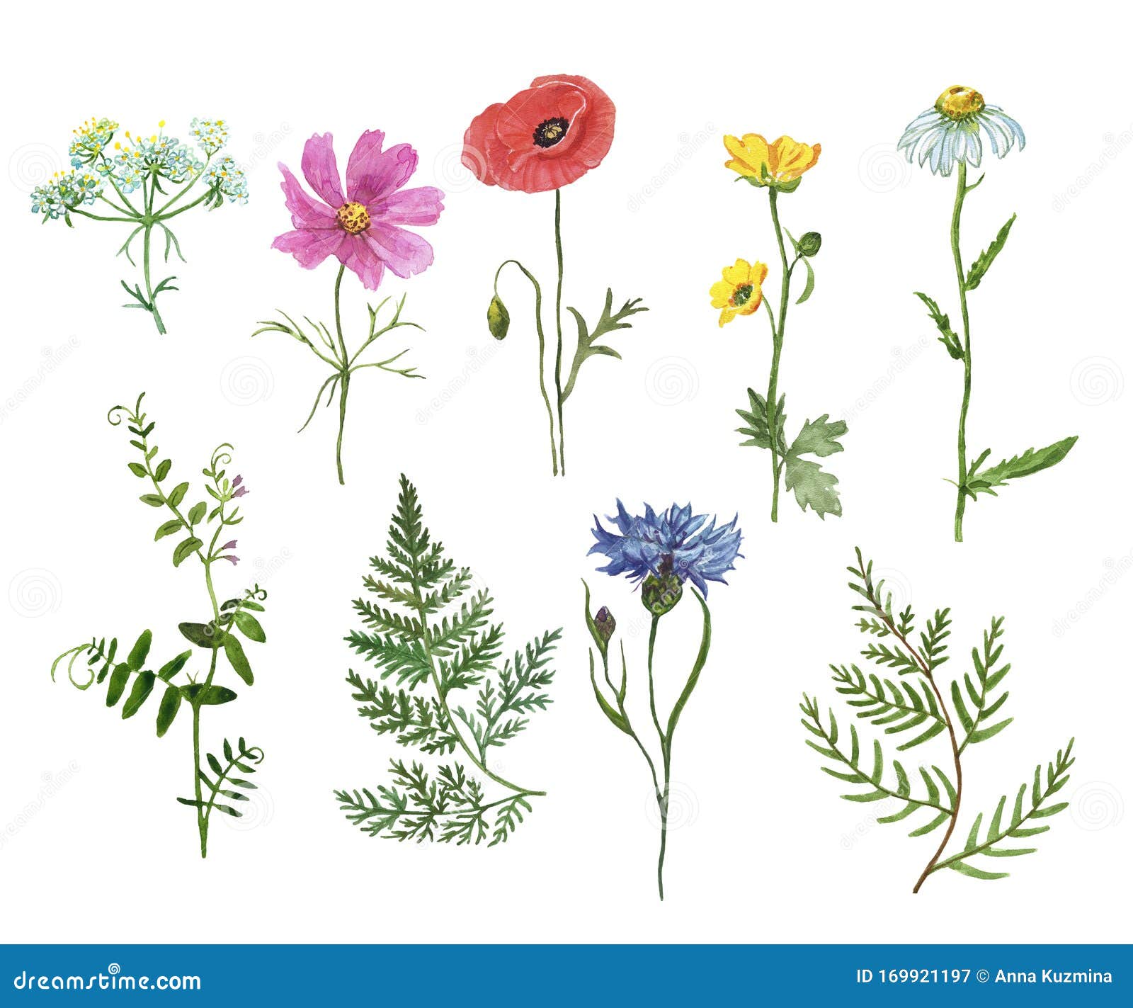 wildflowers collection. watercolor hand drawn wild flowers and herbs ,  on white background. cornflower, poppy