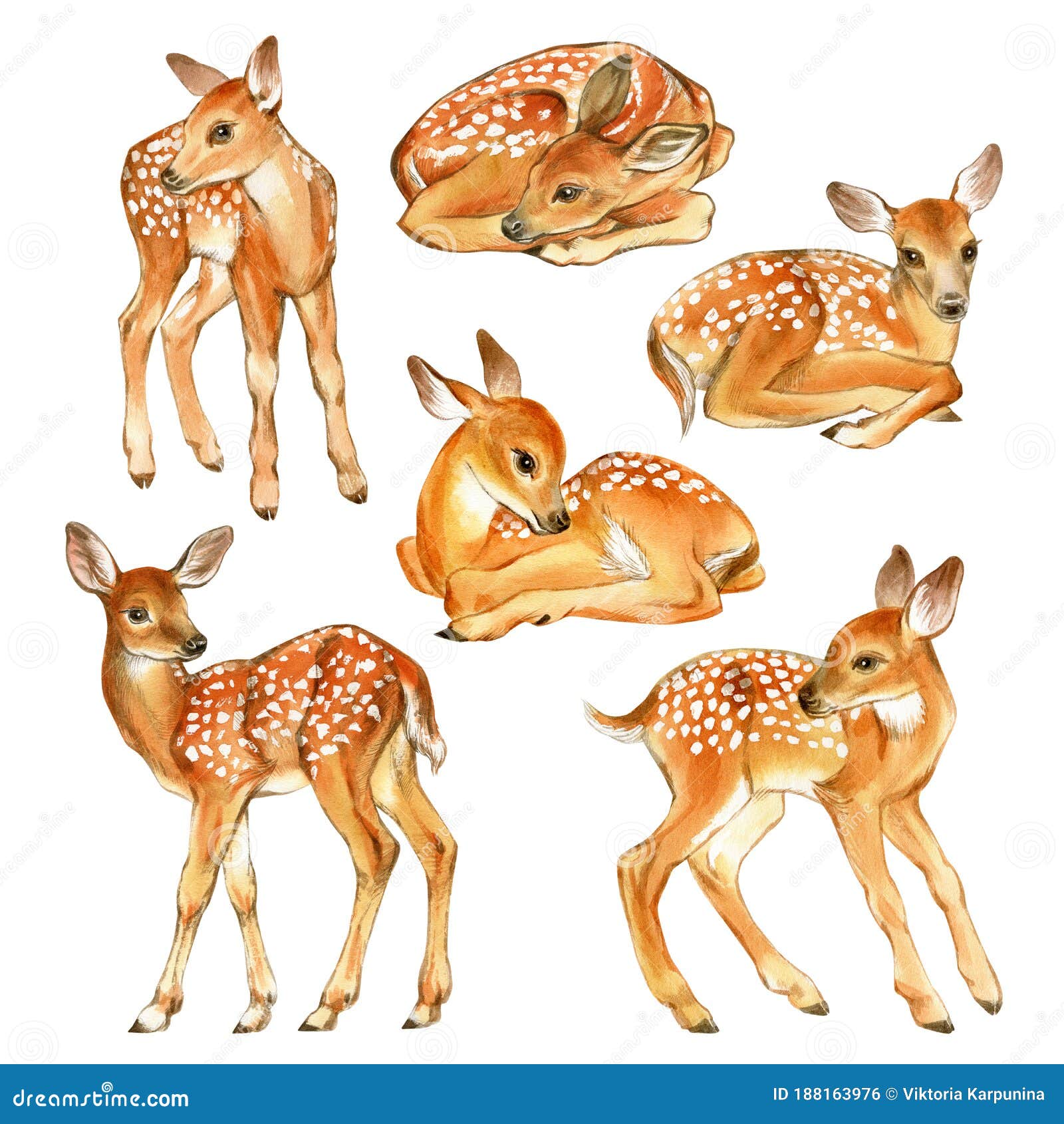 watercolor set of baby deer. hand painted fawn   on white background