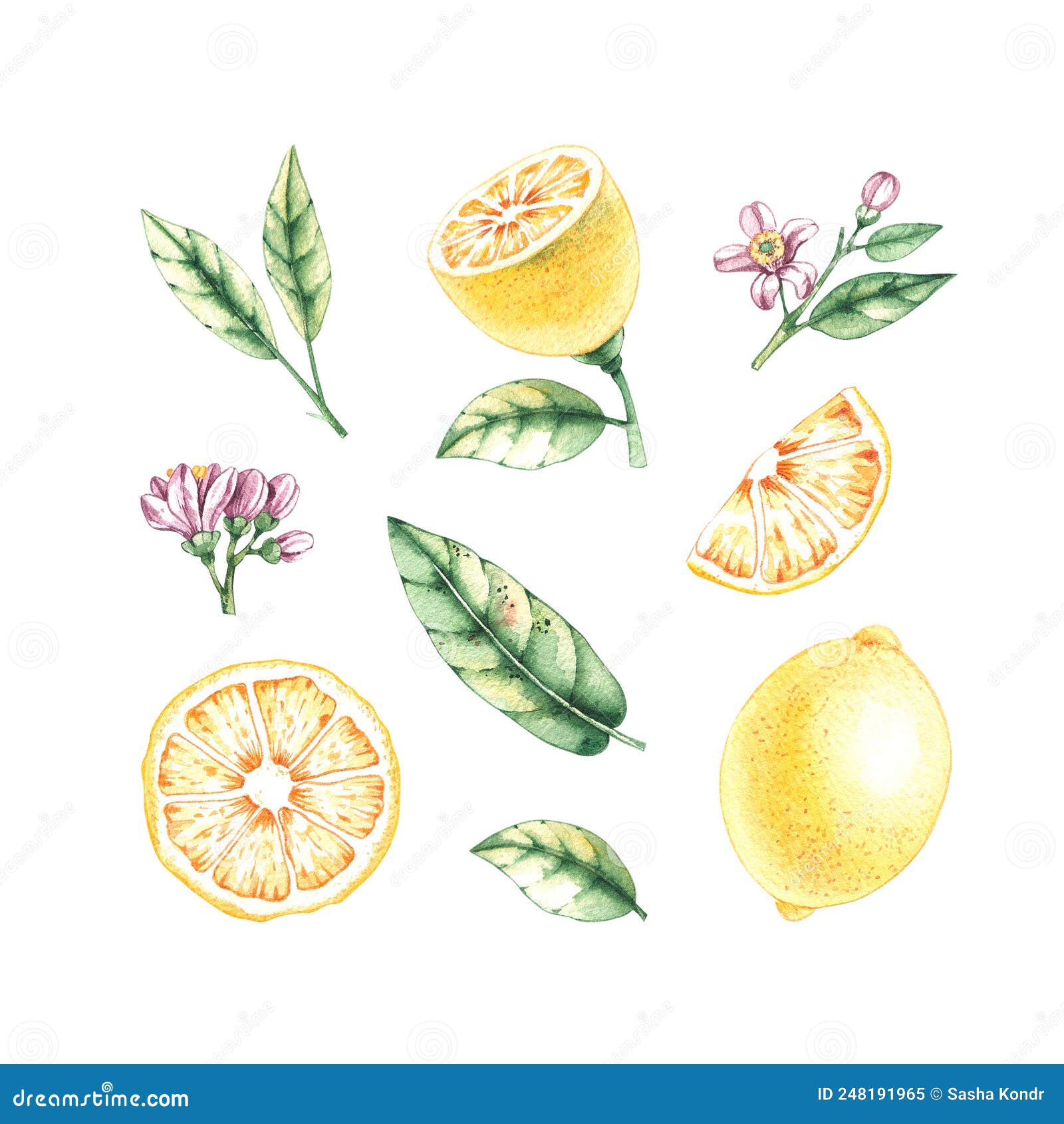 Watercolor Set with Lemons, Leaves and Flowers Stock Image - Image of ...