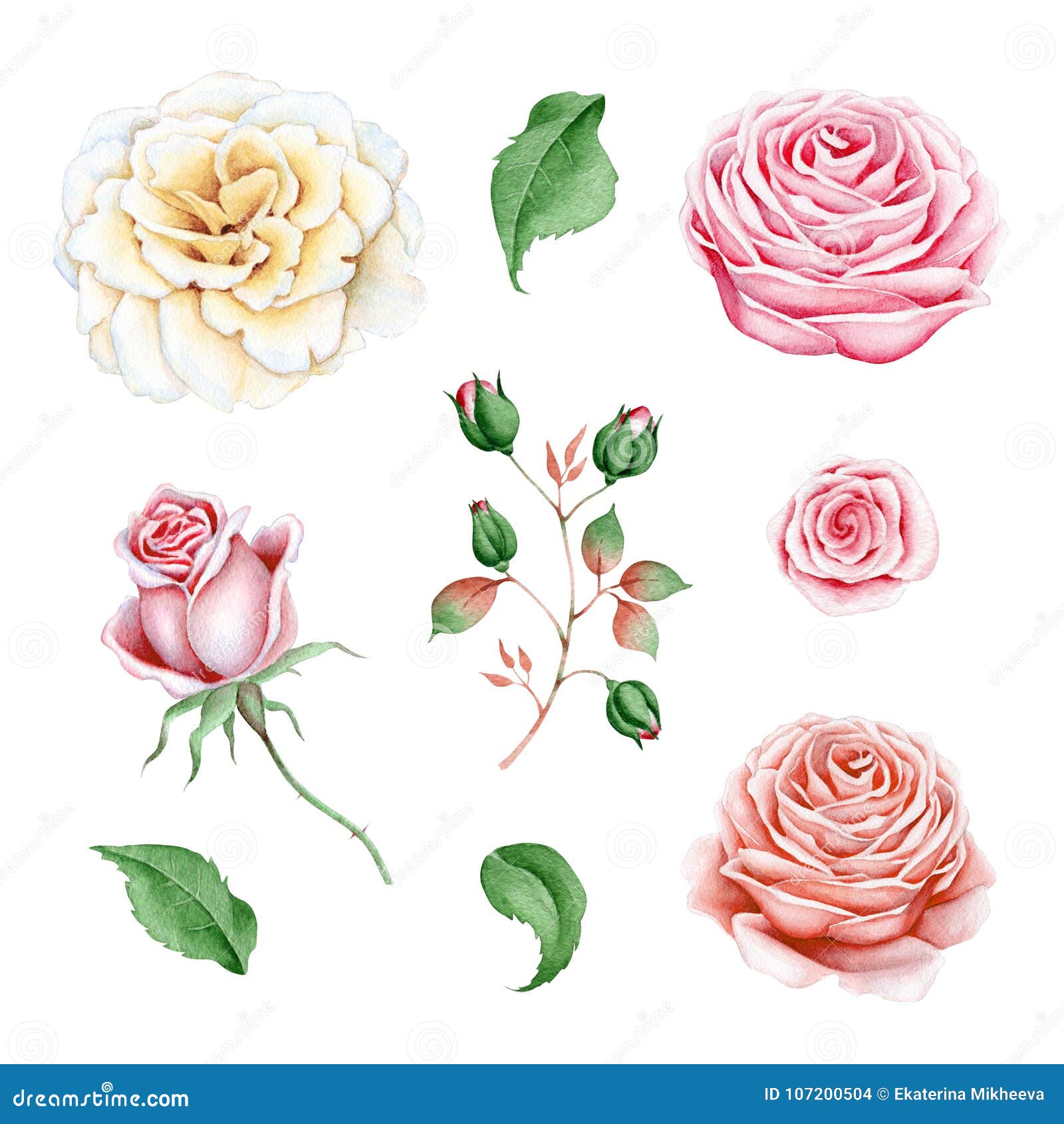 Watercolor Set of Roses, Branch and Leaves Stock Illustration ...