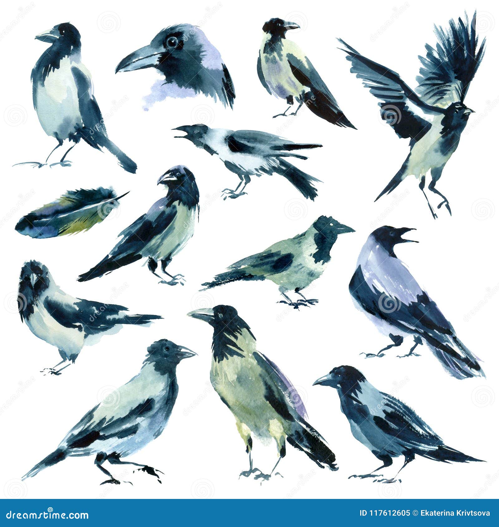 https://thumbs.dreamstime.com/z/watercolor-set-sketches-birds-painting-flock-gray-crows-feather-white-background-117612605.jpg