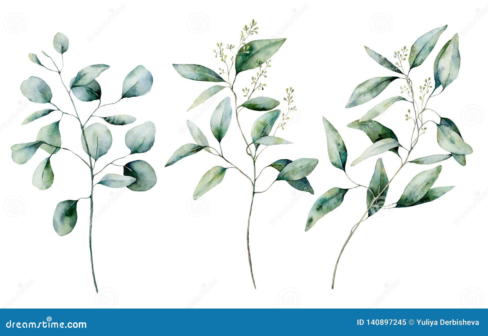 pic Seeded Eucalyptus Paint https www dreamstime com watercolor silver dollar seeded eucalyptus set hand painted branch leaves isolated white background floral illustration image140897245