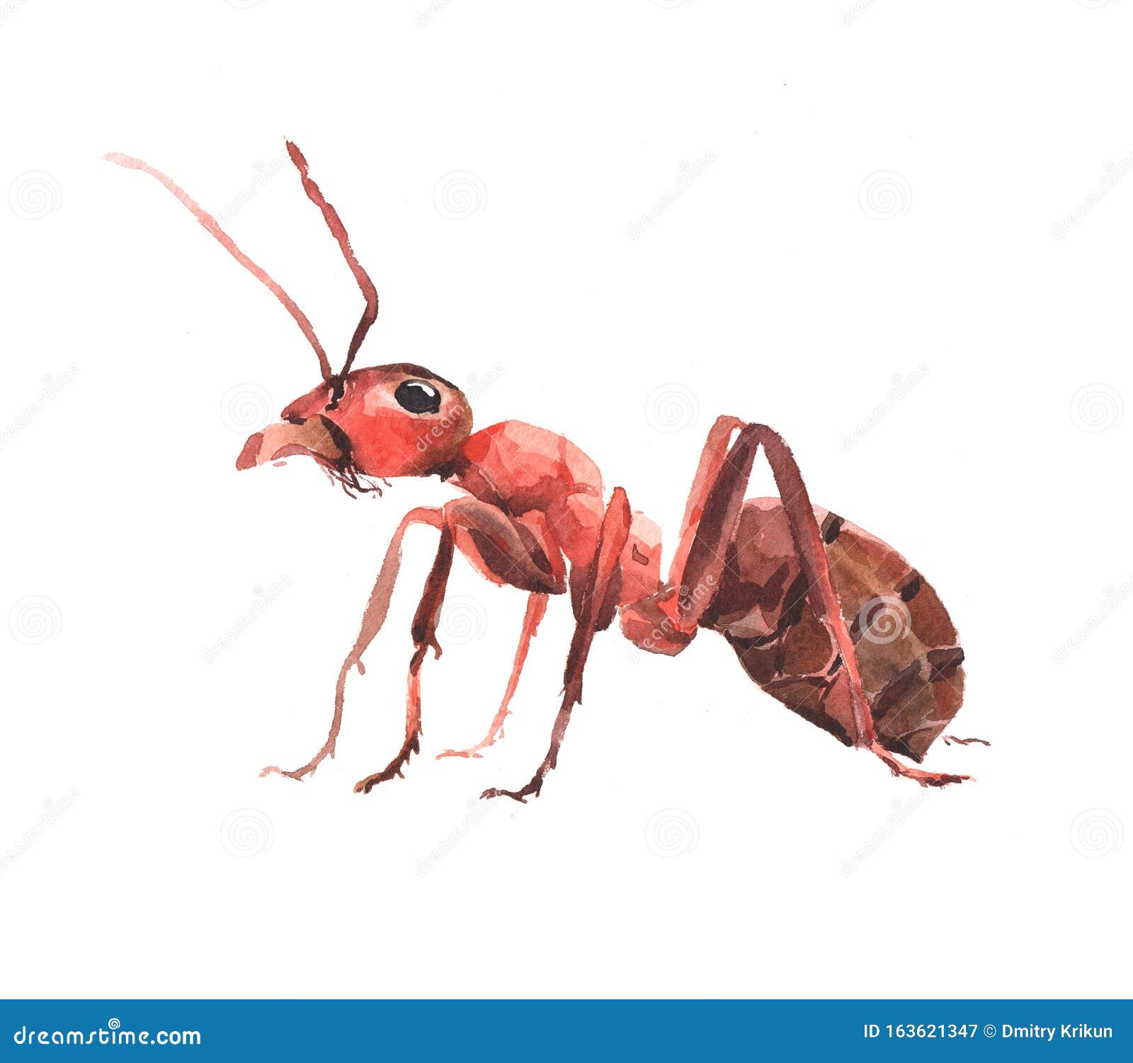 Watercolor Single Ant Insect Animal Isolated Stock Illustration -  Illustration of insect, macro: 163621347