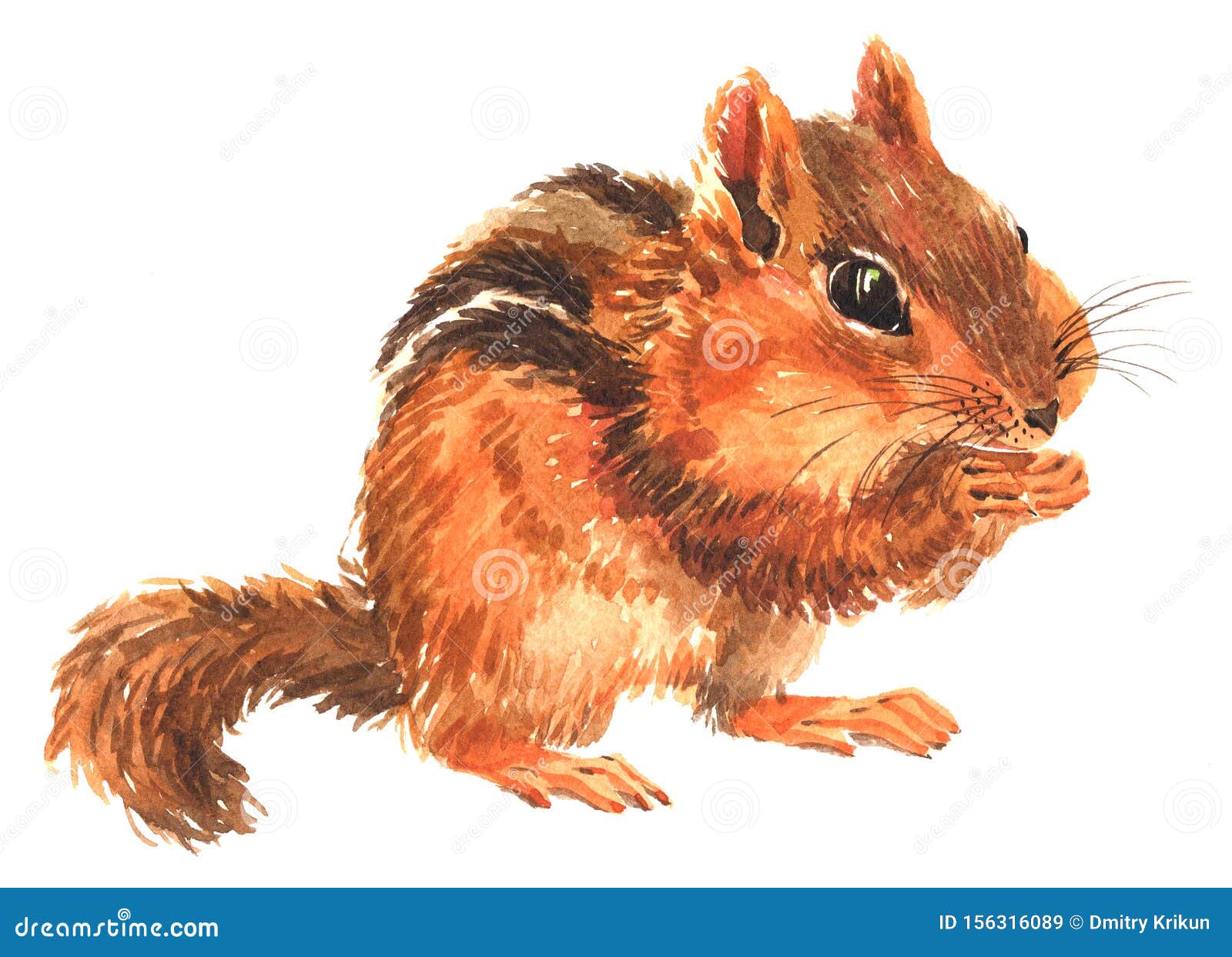 watercolor single chipmunk animal