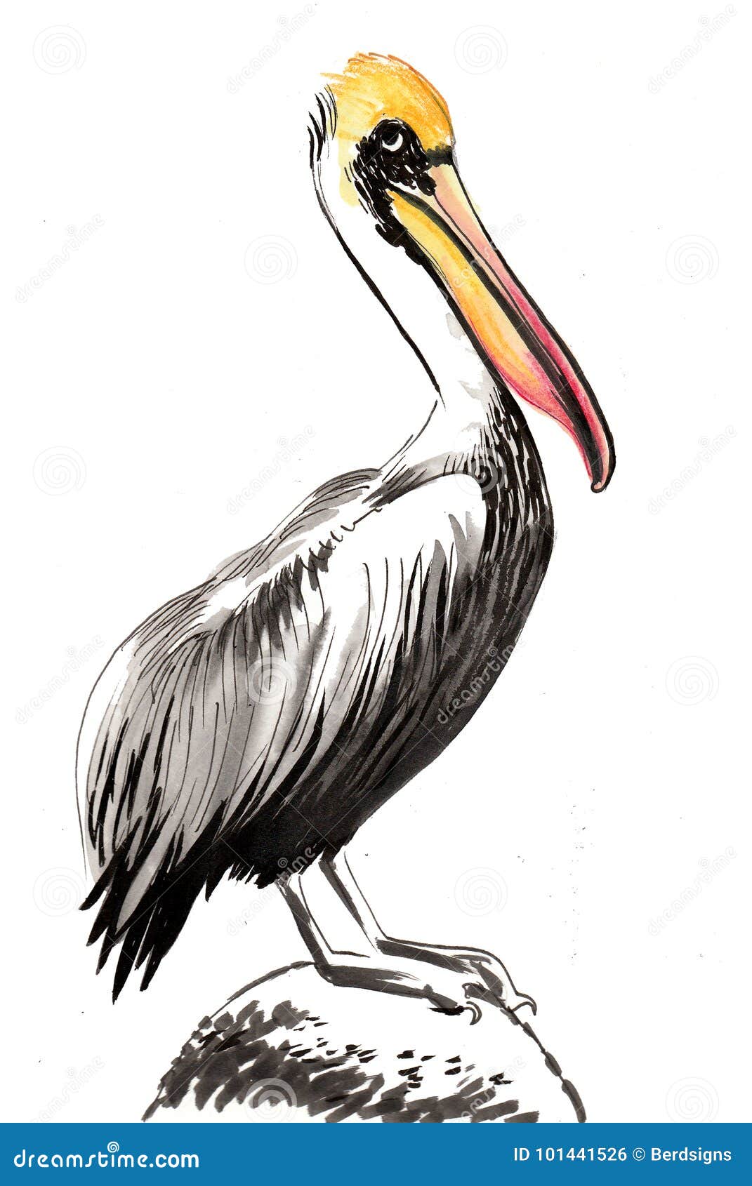 Pelican Drawing Easy Simple Color Cartoon