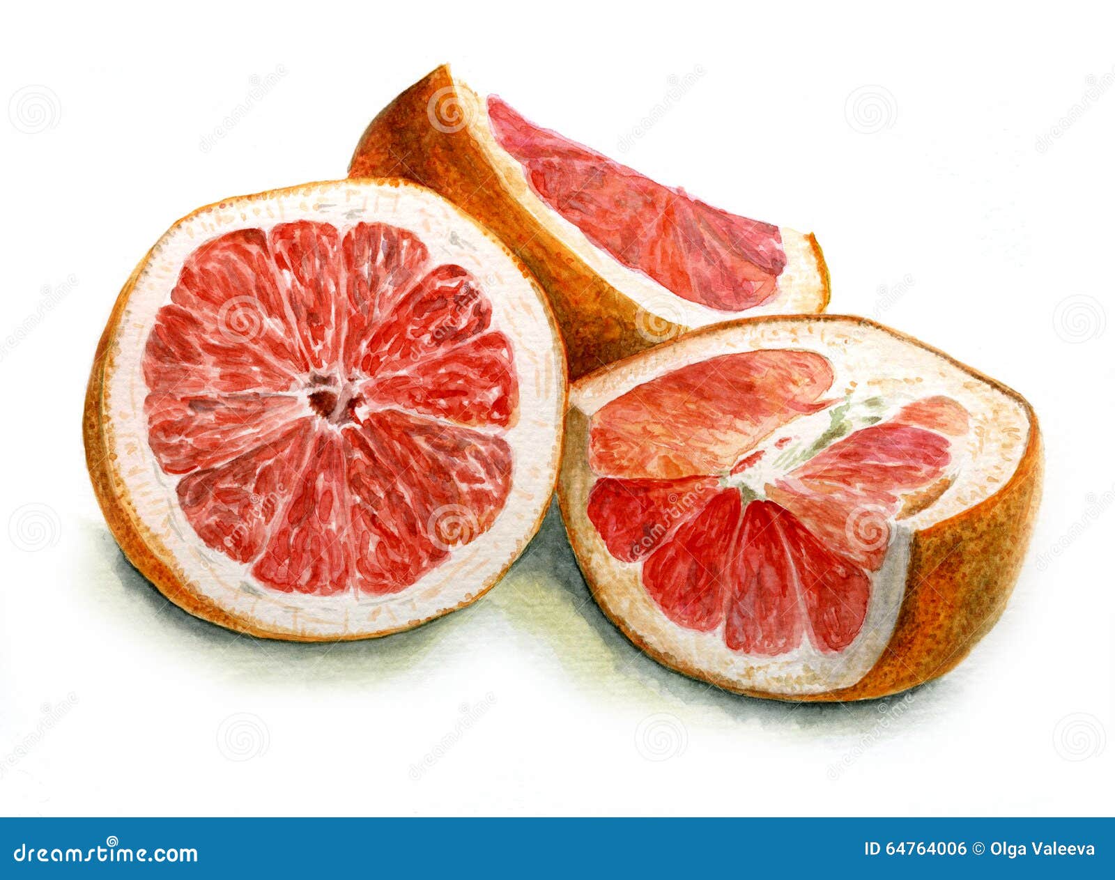 Watercolor Slices of Red Grapefruit Stock Illustration Illustration