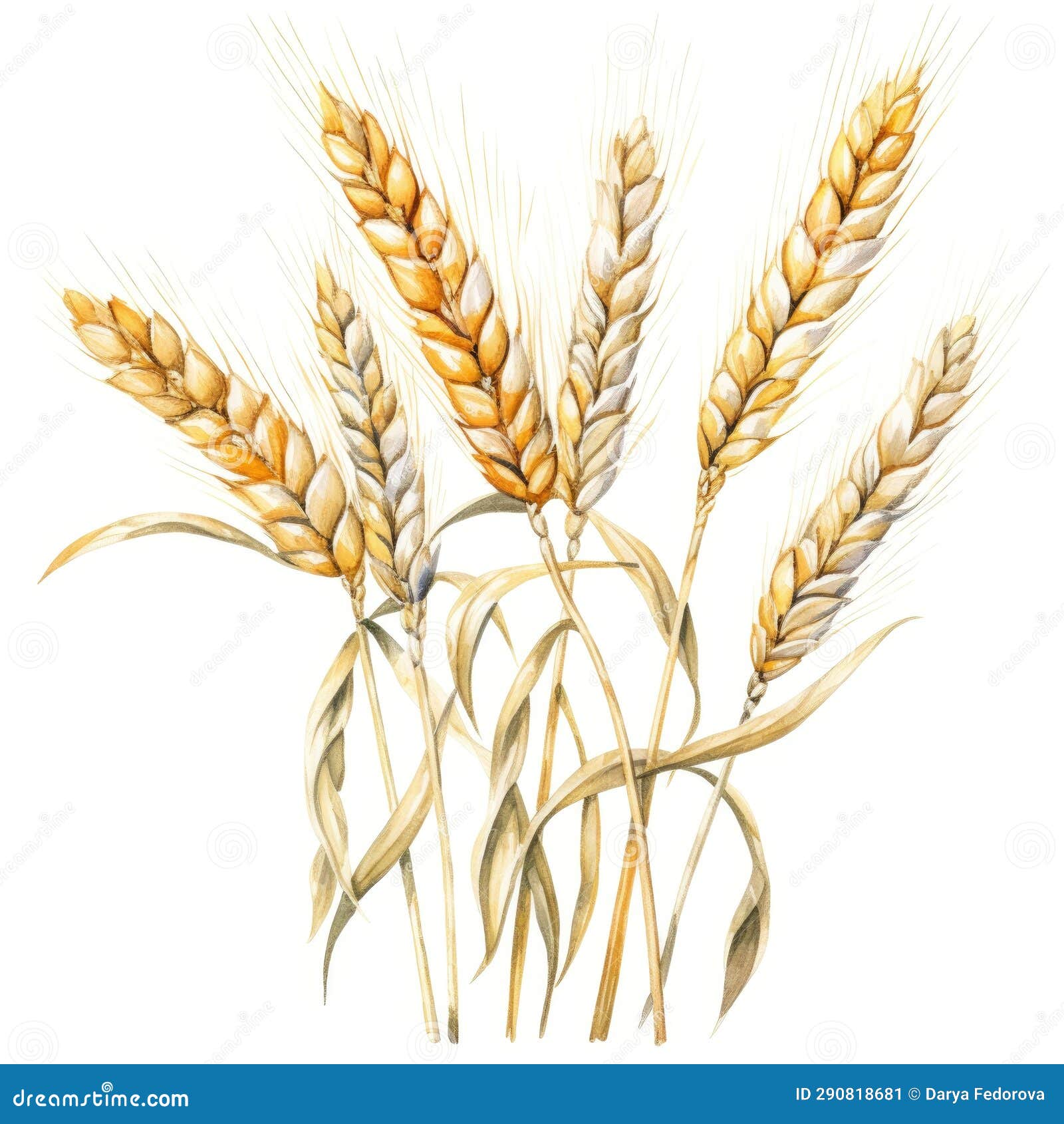 oat-straw-watercolour-stock-illustrations-10-oat-straw-watercolour