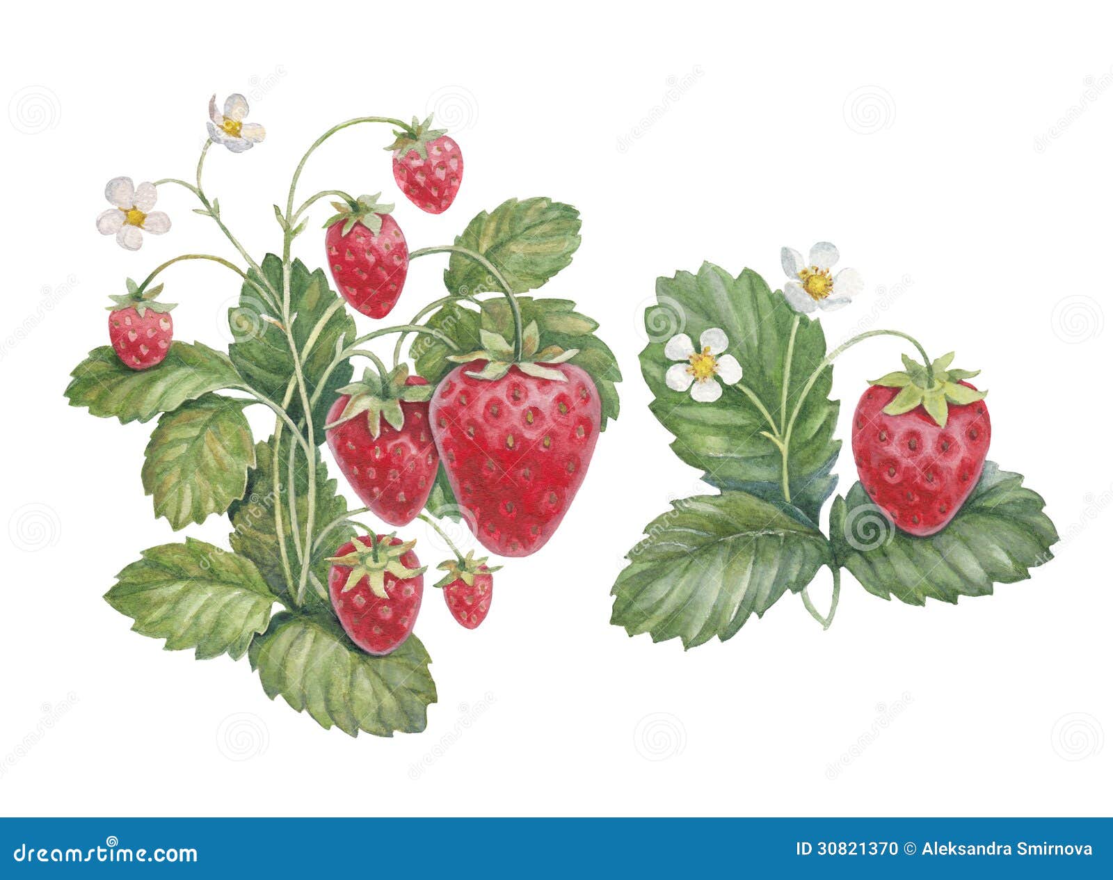 watercolor strawberry bush