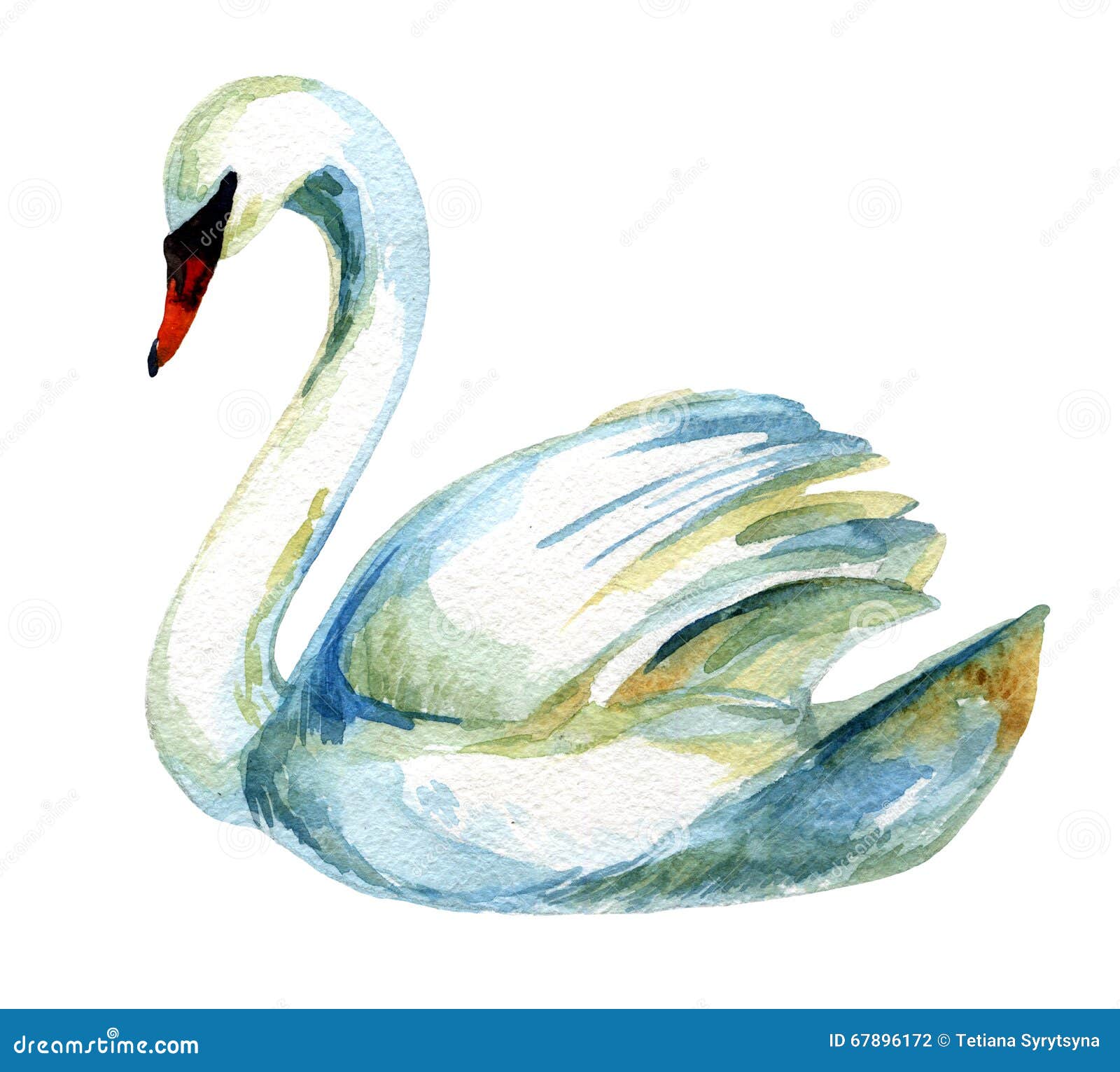 watercolor swan.