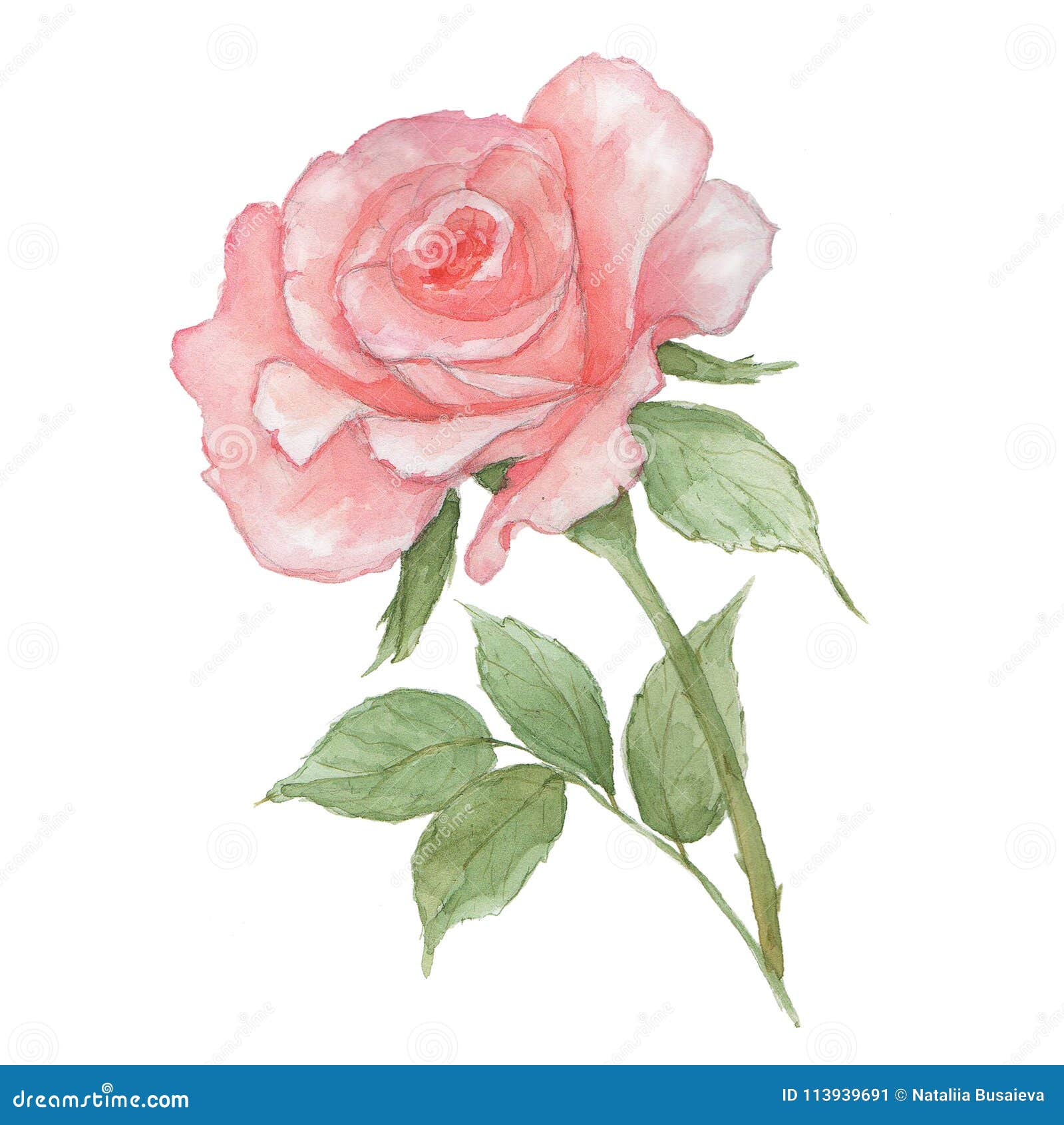 Watercolor Tender Light Pink Rose on White Background. Fresh Flowering ...