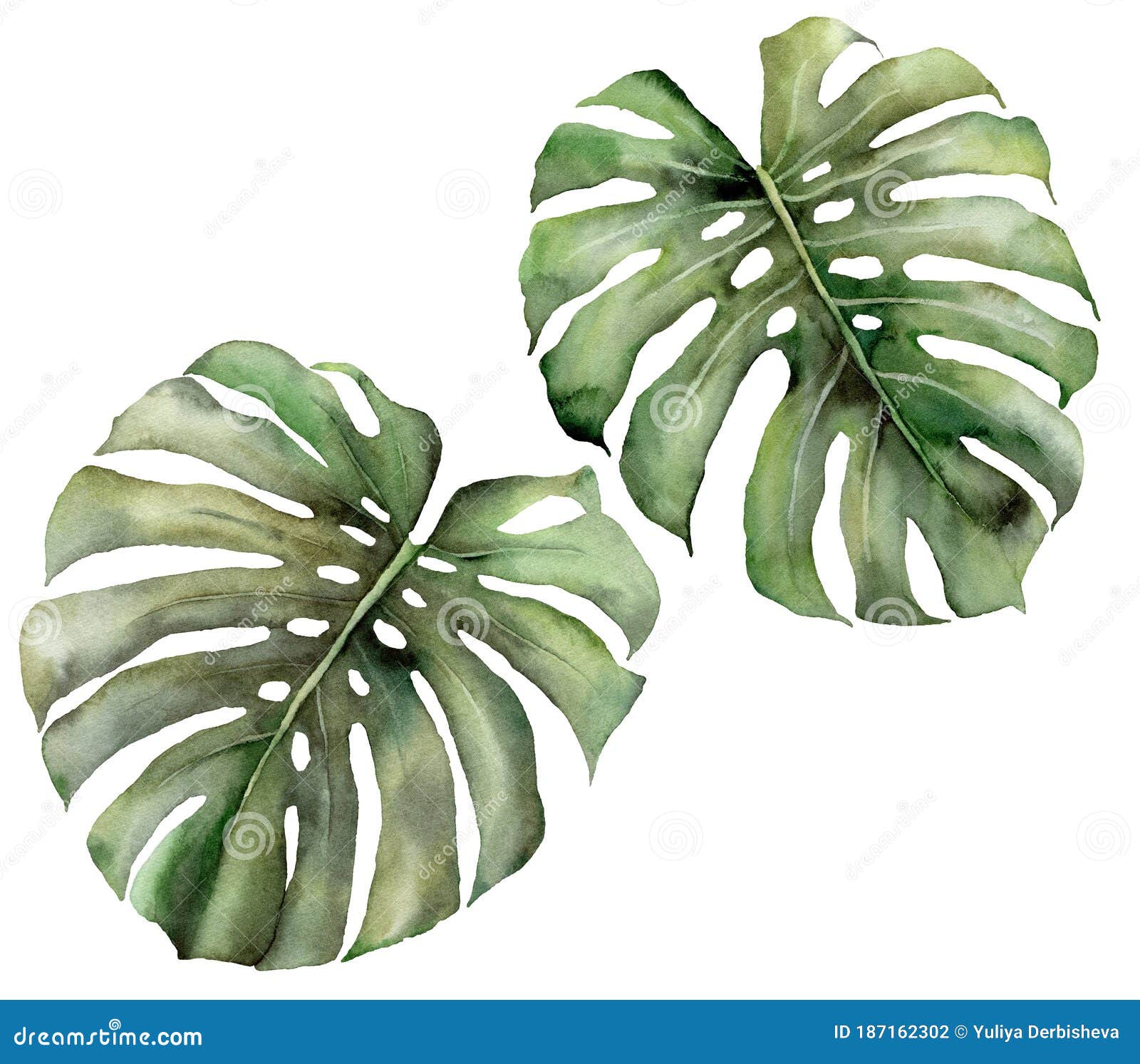 watercolor tropical big set with monstera leaves. hand painted exotic leaves  on white background. floral
