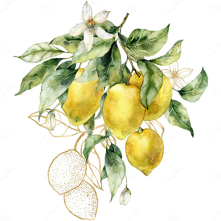 Watercolor Tropical Bouquet of Gold Lemons, Flowers and Line Art Leaves ...
