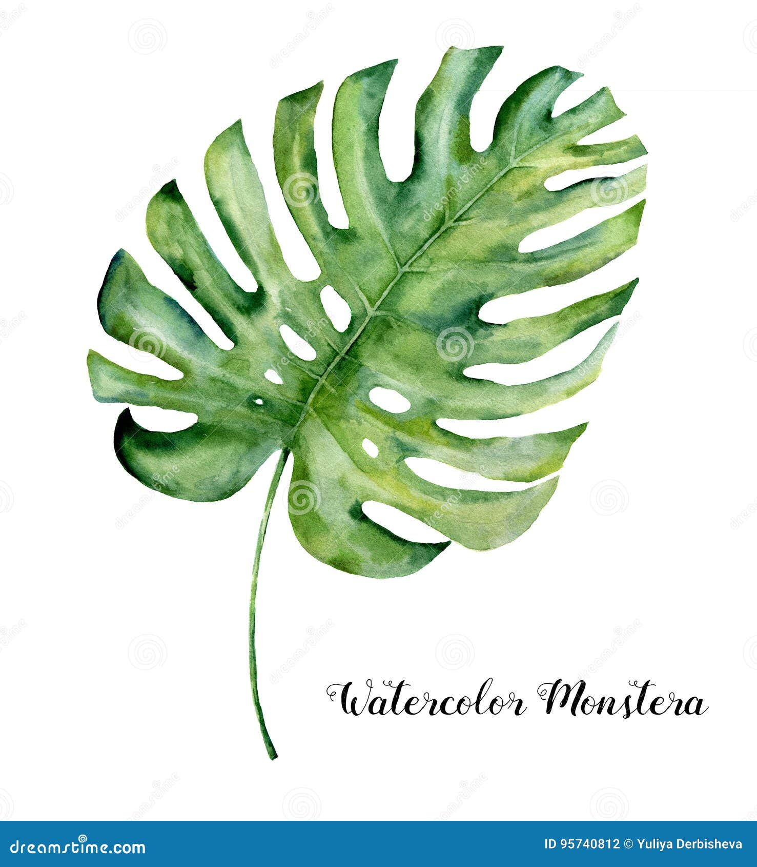 watercolor tropical leaf of monstera. hand painted evergreen tropic plant  on white background. botanical