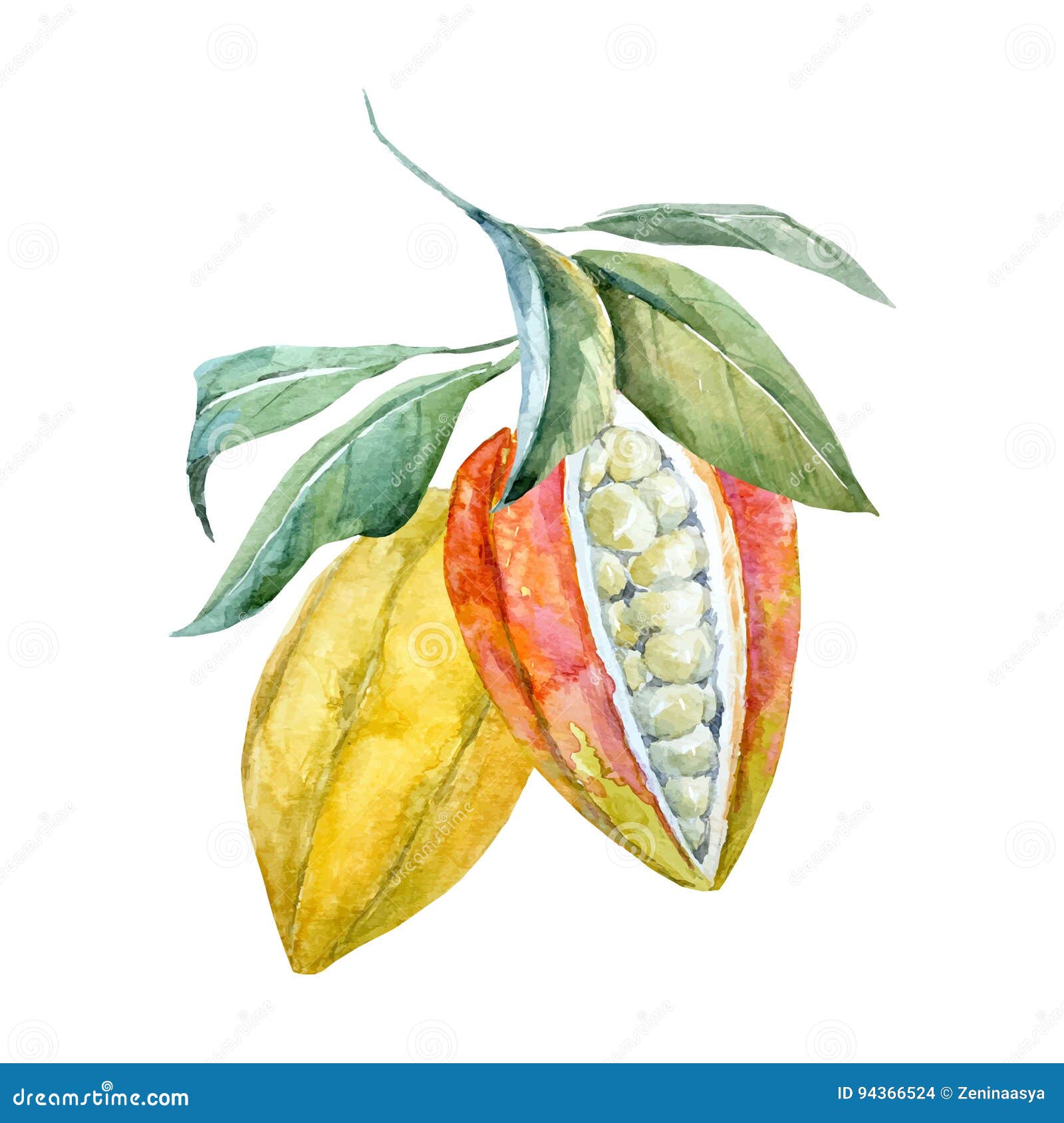 watercolor  cacao fruits