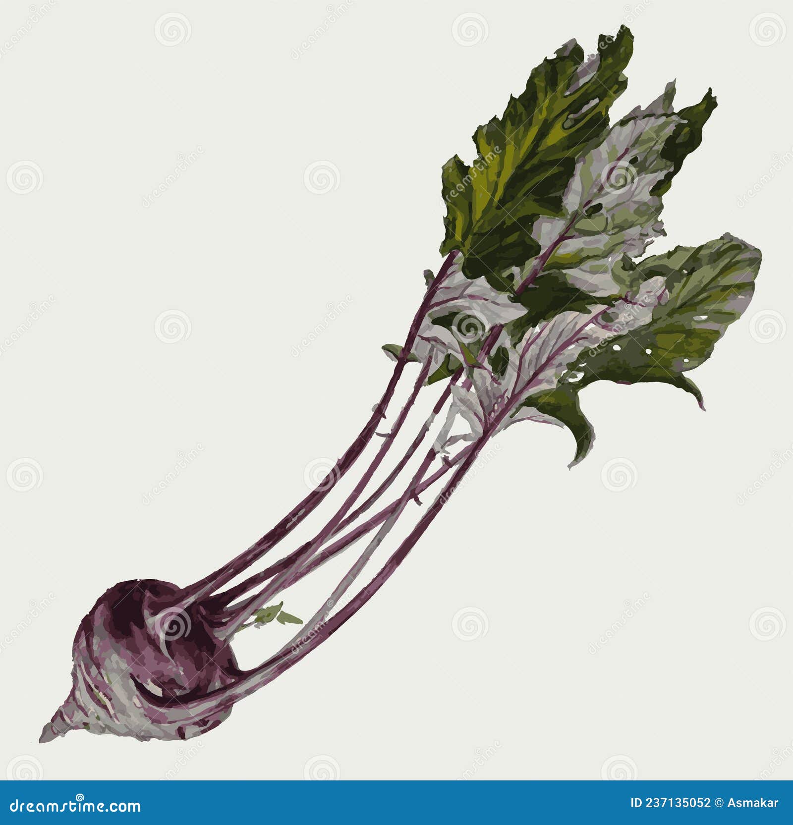 Watercolor Vector Drawing of Ripe Beetroot with Leaves Stock Vector
