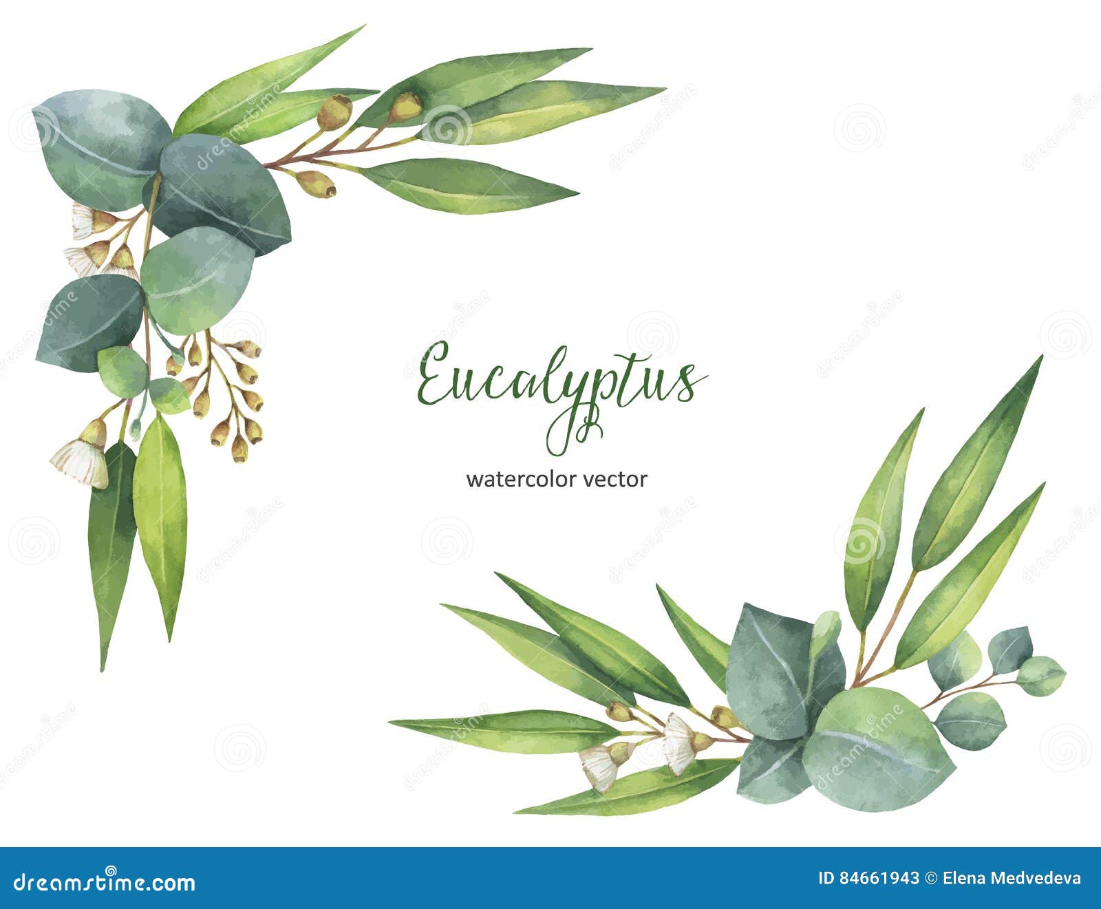 clip art eucalyptus leaves - photo #49