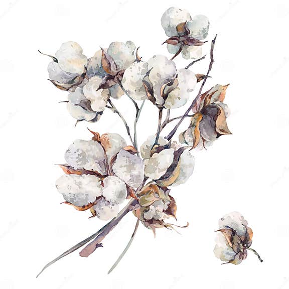 Watercolor Vintage Bouquet of Cotton Flowers Stock Illustration ...