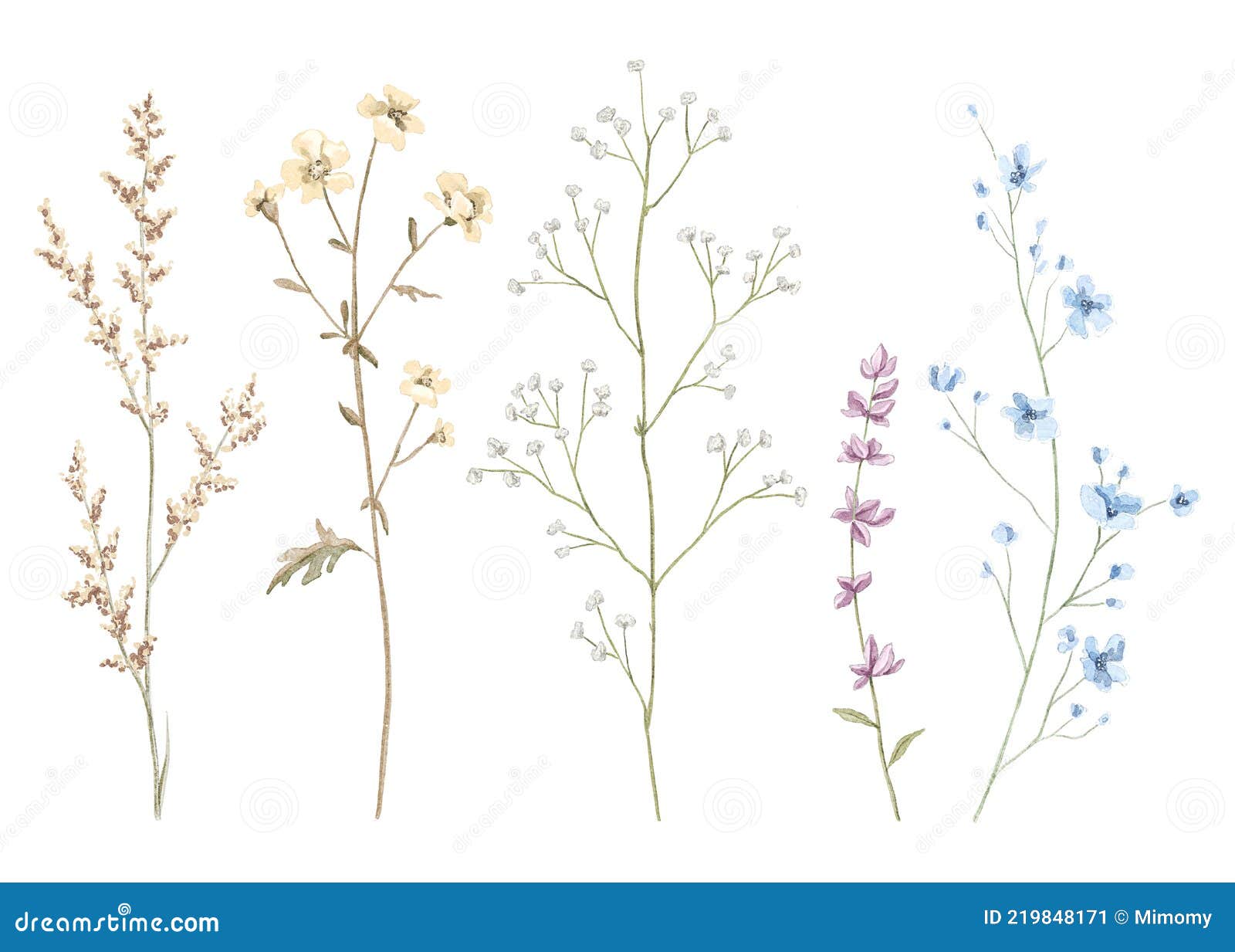Watercolor Dried Wildflowers Collection
