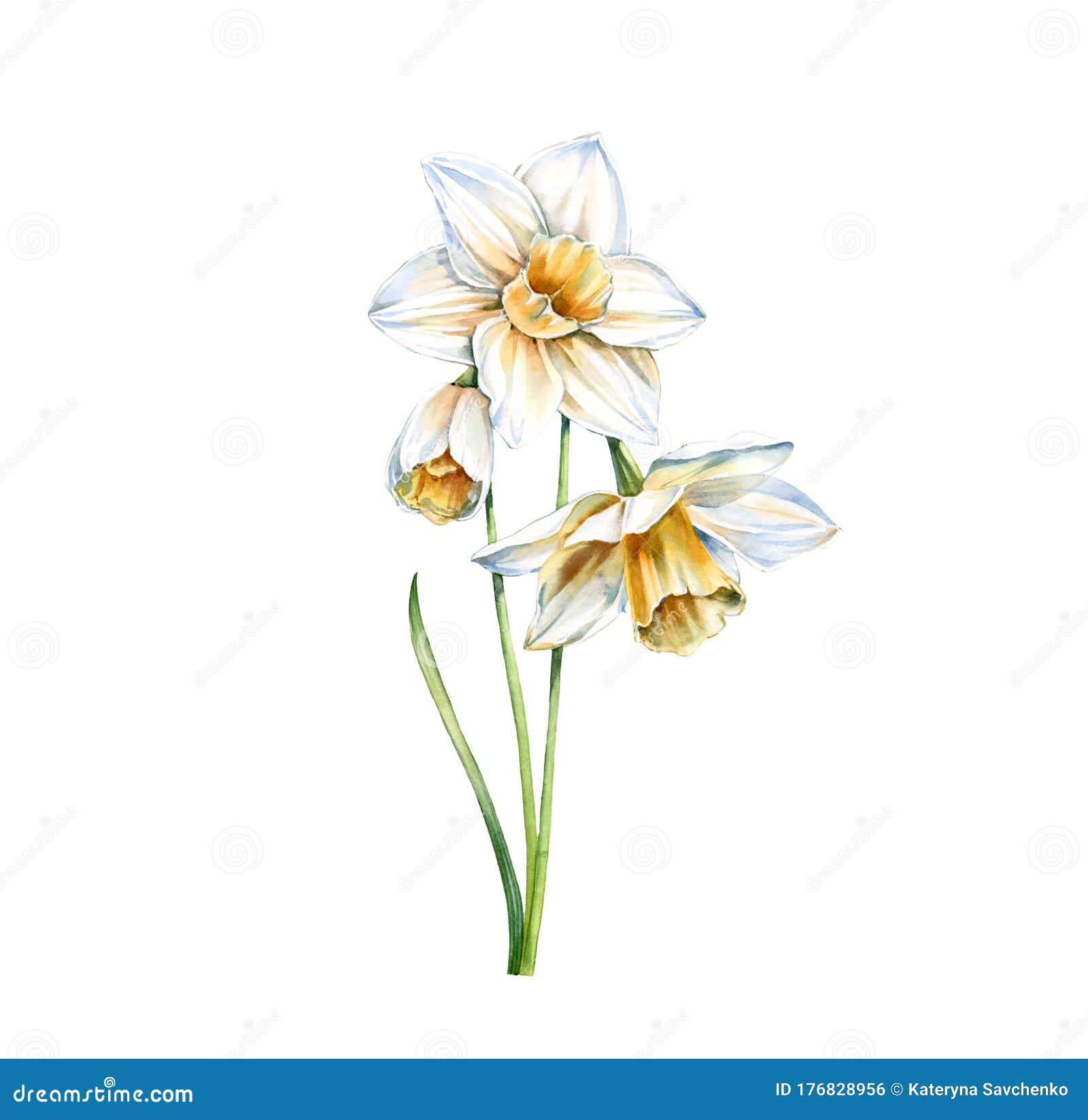 Watercolor White Daffodil. Realistic Narcissus with Leaves Isolated on ...