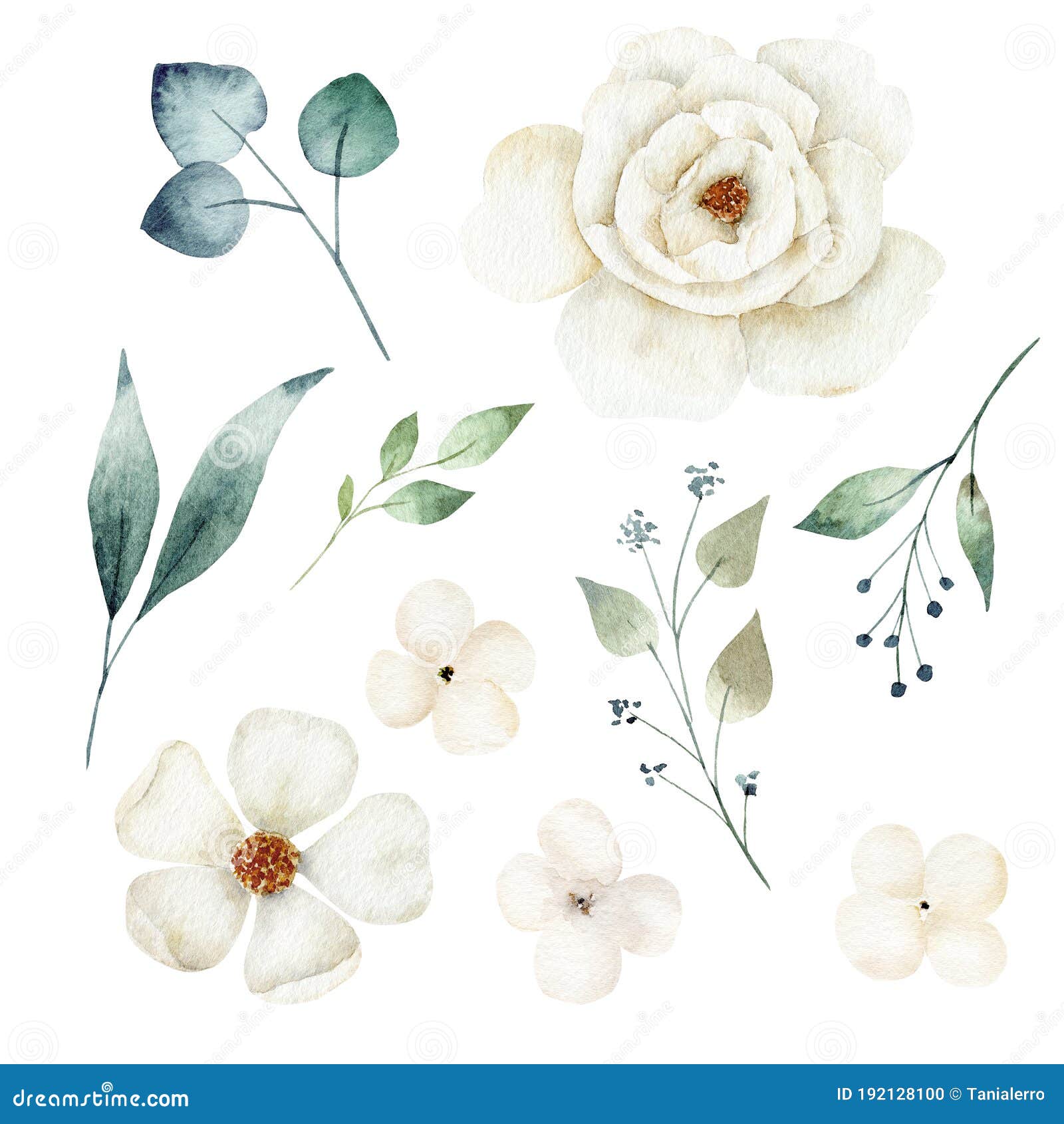 Watercolor White Flower And Greenery Leaves Set. Hand Painted Clipart. Stock Illustration - Illustration Of Branch, Blossom: 192128100