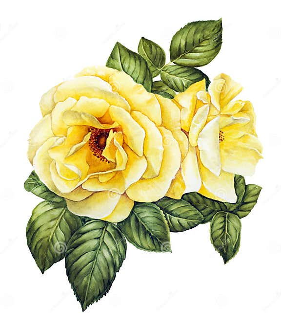 Watercolor with White Roses Stock Illustration - Illustration of flower ...